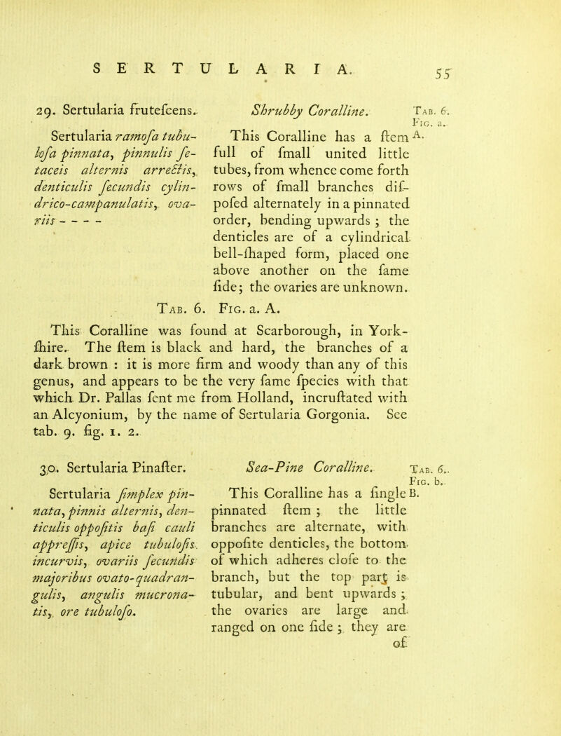 29. Sertularia frutefcens.. Sertularia ramofa tuhn- I'ofa finnata^ pinmdis fe- taceis alternis arreBis.y, denticulis fe.cu7idis cylin- drico-campanulatisy ova- riis Tab. 6. Shrubby Coralline. Tab. 6, Fig. a.. This Coralline has a ftem^- full of fmall united little tubes, from whence come forth rows of fmall branches dif- pofed alternately in a pinnated order, bending upwards ; the denticles are of a cylindrical bell-lliaped form, placed one above another on the fame fide; the ovaries are unknown. Fig. a. A. This Coralline was found at Scarborough, in York- fhire. The ftem is black and hard, the branches of a dark brown : it is more firm and woody than any of this genus, and appears to be the very fame fpecies with that which Dr. Pallas fent me from Holland, incruftated with an Alcyonium, by the name of Sertularia Gorgonia. See tab. 9. fig. I. 2. 3 ,0 . Sertularia Pin after. Sertularia jimplex pin- nata^pinnis alteritis^ de7i- t iculis oppofit is bafi cauli apprejfis^ apice tubulofis.. incurvis^ ovariis fecuridis majoribus ovato-quadran- gulis^ angulis mucrona- tisy, ore tubulofo. Sea-Pine Coralline, Tab. 6. Fig. b.. This Coralline has a fingleB. pinnated flem ; the little branches are alternate, with oppofite denticles, the bottom- of which adheres clofe to the branch, but the top part; is tubular, and bent upwards ; the ovaries are large and. rano;ed on one fide ; they are