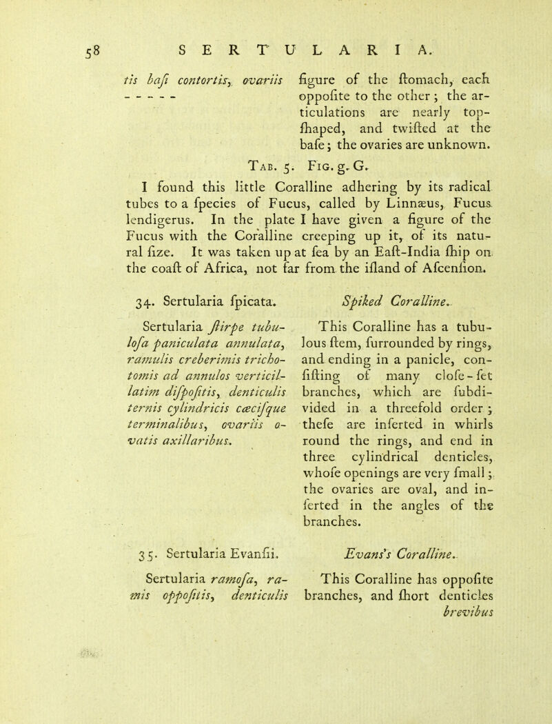 tis baft contortis^y, ovariis figure of the ftomach, eacfi oppolite to the other ; the ar- ticulations are nearly top- fhaped, and twifted at the bafe; the ovaries are unknown. Tab. 5. Fig. Gr I found this little Coralline adhering by its radical tubes to a fpecies of Fucus, called by Linnaeus, Fucus. lendigerus. In the plate I have given a figure of the Fucus with the Coralline creeping up it, of its natu- ral fize. It was taken up at fea by an Eaft-India fhip 011= the coaft of Africa, not far from the ifland of Afcenfion. 34. Sertularia fpicata. Sertularia Jlirpe tubu- lofa fa7^iculata annulata^ ra7nults creberimi^ tricho- tomis ad annulos verticil- latim difpofitisy denticulis ternis cylindricis ccecijque termtnalibus^ ovariis o.~ vatis axillaribui. Spiked Coralline. This Coralline has a tubu- lous ftem, furrounded by rings, and ending in a panicle, con- fifting of many clofe - fet branches, which are fubdi- vided in a threefold order j thefe are inferted in whirls round the rings, and end in three cylindrical denticles, whofe openings are very fmall the ovaries are oval, and in- ferted in the angles of the branches. 35. Sertularia Evanfii. Sertularia ramofa^ ra~ mis oppojitisy denticulis Evanses Coralline.- This Coralline has oppofite branches, and fhort denticles brevibus