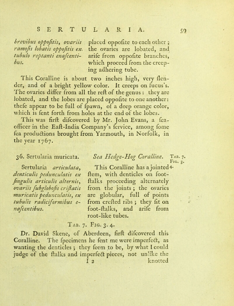 brevthiis oppofitis^ ovariis placed oppofite to each other ; ramojjs lob at is oppojitis ex- the ovaries are lobated, and tubulo reptanti enafcenti- arife from oppofite branches, bus, which proceed from the creep- inor adherinor tube. o to This Coralline is about two inches high, very ilen- der, and of a bright yellow color. It creeps on fucus's. The ovaries differ from all the reft of the genus: they are lobated, and the lobes are placed oppofite to one another: thefe appear to be full of fpawri, of a deep orange color, which is fent forth from holes at the end of the lobes. This was firft difcovered by Mr. John Evans, a fea- officer in the Eaft-India Company's fervice, among fome fea produdions brought from Yarmouth, in Norfolk, in the year 1767. Sea Hedge-Hog Coralline. Tab. 7. Fig. 3. This Coralline has a jointed 4« ftem, with denticles on foot- ftalks proceeding alternately from the joints ; the ovaries are globular, full of points from crefted ribs ; they fit on ^ foot-ftalks, and arife from root-like tubes. Tab. 7. Fig. 3. 4. Dr. David Skene, of Aberdeen, firft difcovered this Coralline. The fpecimens he fent me were imperfed, as wanting the denticles ; they feem to be, by what I could judge of the ftalks and imperfedt pieces, not unlike the I 2 knotted 36. Sertularia muricata. Sertularia articulata, denticulis pedunculatis ex fingulis articulis alternis^ ovariis fubglobofis crijlatis muricatis pedunculatisy ex tubulis radiciformibus e- nafcentibus.