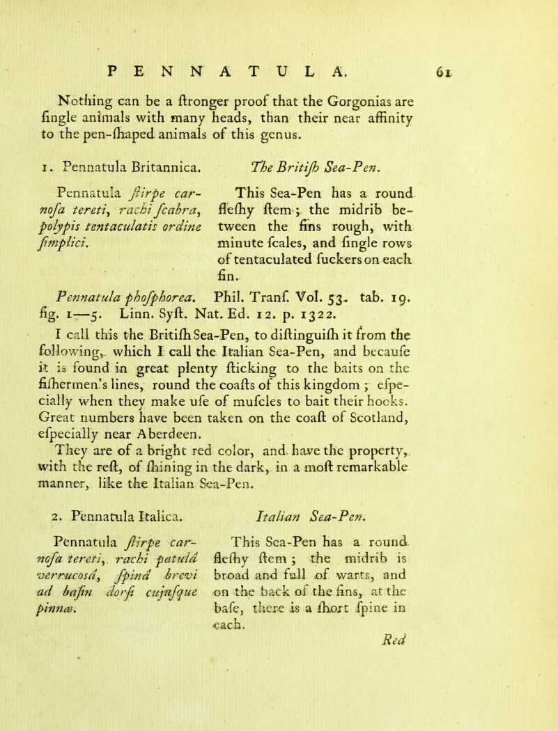 Nothing can be a ftronger proof that the Gorgonias are fingle animals with many heads, than their near affinity to the pen-fliaped animals of this genus. I. Pennatula Britannica. Pennatula filrpe car- nofa tereti^ racbi fcabra^ polypis tentaculatis ordine jfimplici. The Britijh Sea-Pen. This Sea-Pen has a round flefhy fl:em; the midrib be- tween the fins rough, with minute fcales, and fingle rows of tentaculated fuckers on each fin. Pennatula phofphorea, Phil. Tranf. Vol. 53. tab. 19. fig. I-—5. Linn. Syft. Nat. Ed. 12. p. 1322. I call this the Britifh Sea-Pen, to diftinguifii it Irom the follov/ing,, which I call the Italian Sea-Pen, and becaufe il is found in great plenty flicking to the baits on the filLermen's lines, round the coafts of this kingdom ; efpe- cially when they make ufe of mufcles to bait their hooks. Great numbers have been taken on the coaft of Scotland, efpecially near Aberdeen. They are of a bright red color, and. have the property,, with the reft, of fiiining in the dark, in a mofi: remarkable manner, like the Italian Sea-Pen, 2. Pennatula Italica. Pennatula fiirpe car- nofa tereti^. rachi pattdd verrucosa,, fpind hrevi ad bafin dx)rfi cujtifque pitinm. Italian Sea-Pen, This Sea-Pen has a round, flefhy fl:em ; the midrib is broad and full .of v/arts, and on the back of the fins, at the bafcj there is a fiioxt fpine in ■each. Red