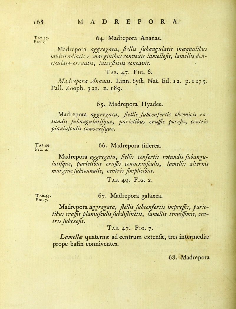 64.. Madrepora Ananas. Fig. b. ^ ^ Madrepora aggregata, ftellis fubangulatis maqualihus multiradiatis : margi7tibus convexis lamellojis^ lamellis dtn- tictilato-crenatis^ interjiitiis coftcavis. Tab. 47. Fig. 6. Madrepora Ananas. Linn. Syft. Nat. Ed. 12. p. 1275. Pall. Zooph. 321. n. 189. 65. Madrepora Hyades. Madrepora aggregata^ Jlellis fubconfertis obconicis ro~ tundis fubangulatifque^ parietibus crajfis porofts^ centris planiufculis convex'ifque. TAB.4g. 66. Madrepora fiderea. Fig. 2. ^ Madrepora aggregata^ flellis confertis rotu?jdis fubangu- latifque^ parietibus crajjis convexiufculis^ lamellis alternis marginefuhconnatis^ centris Jimplicibus, Tab. 49. Fig. 2. TAB.47. 67. Madrepora galaxea. Madrepora aggregata^ Jlellis fubconfertis imprejfts^ parie- tibus crafis planiufculisfubdifinSlis^ lamellis te72uijftmis^ cen- tris fubexefis. Tab. 47. Fig. 7. Lamellce quaternae ad centrum extenfas, tres intermediae prope bafin conniventes.
