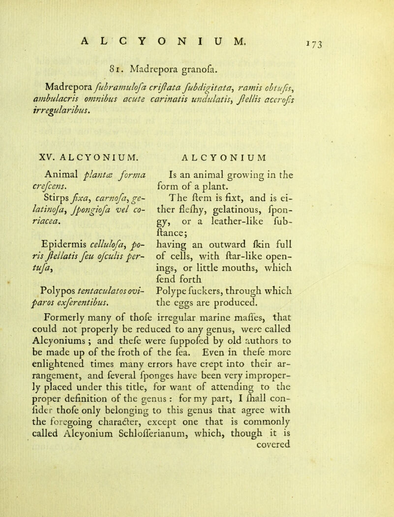 8i. Madrepora granofa. Madrepora fuhrajnulofa criftata fubdigitata^ ramis ohtufisy ambulacris om7iibus acute carinatis U7icltdatis^ Jlellis acerof^s irregularibus. XV. ALCYONIUM. Animal plantcs forma crefce?2s. Stirps Jixa^ carnofa^ ge~ latinoja^ Jpongiofa vel co- riacea. ALCYONIUM Is an animal growing in the form of a plant. The ftem is fixt, and is ei- ther flefhy, gelatinous, fpon- gy, or a leather-like fub- Epidermis cellulofa^ po- ris Jiellatis feu of cults per- tufay Polypes tentaculatos ovi- paros exferentibus. ftance; having an outward fkin full of cells, with ftar-like open- ings, or little mouths, which fend forth Polype fuckers, through which the eggs are produced. Formerly many of thofe irregular marine mafies, that could not properly be reduced to any genus, were called Alcyoniums; and thefe were fuppofed by old authors to be made up of the froth of the fea. Even in thefe more enlightened times many errors have crept into their ar- rangement, and feveral fponges have been very improper- ly placed under this title, for want of attending to the proper definition of the genus : for my part, I fhall con- fide r thofe only belonging to this genus that agree with the foregoing charader, except one that is commonly called Alcyonium SchlolTerianumj which, though it is covered