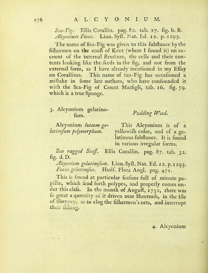 Sea-Fig. Ellis Corallin. pag. 82. tab. 17. fig. b. B. Alcyonium Ficus. Linn. Syft. Nat. Ed. 12. p. 1295. The name of Sea-Fig was given to this fubftance by the fifhermen on the coall of Kent (where I found it) on ac- count of the internal flrudure, the cells and their con- tents looking like the feeds in the fig, and not from the external form, as I have already mentioned in my Efiay on Corallines. This name of Sea-Fig has occafioned a miflake in fome late authors, who have confounded it with the Sea-Fig of Count Marfigli, tab. 16. fig. 79. which is a true Sponge. 3. Alcyonium gelatino- r» 7 ttt i fum ruaatng Weed, Al cyonium luteum ge- This Alcyonium is of a latinofmn polymorphum, yellowifli color, and of a ge- latinous fubftance. It is found in various irregular forms. Sea ragged Staff. Ellis Corallin. pag. 87. tab. 32. fig. d. D. Alcyonium gelatinofum. Linn. Syft. Nat. Ed. 12. p. 1295. Fucus gelatinofus. Hudf. Flora Angl. pag. 471. This is found at particular feafons full of minute pa- pillae, which fend forth polypes, and properly comes un- der thisclafs. In the month of Auguft, 1752, there was fo great a quantity of it driven near Sheernefs, in the Me of Sheppey, as to clog the fifiiermen's nets, and interrupt their fidiing.