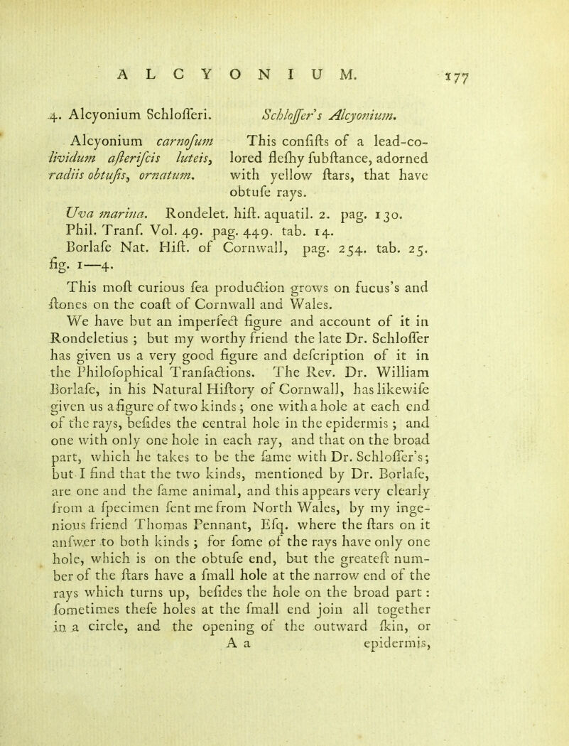 .4. Alcyonium Schlofferi, Schlojfers Alcyonhim, Alcyonium car7wfum This confifts of a lead-co- lividum afierifcis luteis^ lored flefhy fubftance, adorned radiis obttifis^ ornatum. with yellow ftars, that have obtufe rays. Uva marina. Rondelet. hift. aquatil. 2. pag. 130, Phil. Tranf. Vol. 49. pag. 449. tab. 14. Borlafe Nat. Hift. of Cornwall, pag. 254. tab. 25. %• 1—4- This mofl: curious fea produdion grows on fucus's and ilones on the coaft of Cornwall and Wales. We have but an imperied figure and account of it in Rondeletius ; but my worthy friend the late Dr. Schloffer has given us a very good figure and defcription of it in the Philofophical Tranfadions. The Rev. Dr. William Borlafe, in his Natural Hiflory of Cornwall, haslikewife given us afigure of two kinds; one withahok at each end of the rays, befides the central hole in the epidermis; and one with only one hole in each ray, and that on the broad, part, which he takes to be the fame with Dr. SchlofTer's; but I find that the two kinds, mentioned by Dr. Borlafe, are one and the fame animal, and this appears very clearly from a fpecimen fentmefrom North Wales, by my inge- nious friend Thomas Pennant, Efq. where the ftars on it anfw£r to both kinds ; for fome ot the rays have only one hole, which is on the obtufe end, but the greatefc num- ber of the ftars have a fmall hole at the narrow end of the rays which turns up, befides the hole on the broad part: fometimes thefe holes at the fmall end join all together in a circle, and the opening of the outward ikin, or A a epidermis,