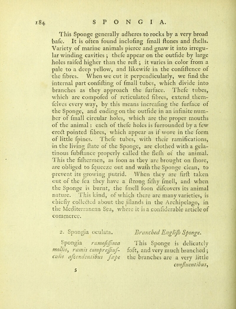 This Sponge generally adheres to rocks by a very broad bafe. It is often found inclofing fmail ftones and fhells. Variety of marine animals pierce and gnaw it into irregu- lar winding cavities; thefe appear on the outfide by large holes raifed higher than the refl; it varies in color from a pale to a deep yellow, and likewife in the confidence of the fibres. When we cut it perpendicularly, we find the internal part confirming of fmall tubes, which divide into branches as they approach the furface. Thefe tubes, which are compofed of reticulated fibres, extend them- felves every way, by this means increafing the furface of -the Sponge, and ending on the outfide in an infinite num- ber of fmall circular holes, which are the proper mouths of the animal : each of thefe holes is furrounded by a few eredi: pointed fibres, which appear as if wove in the form of little fpines. Thefe tubes, with their ramifications, in the living fiate of the Sponge, are clothed with a gela- tinous fubftance properly called the fiefii ot the animal. This the fifiiermen, as foon as they are brought on fhore, are obliged to fqueeze out and wafh the Sponge clean, to •prevent its growing putrid. When tliey are firfl: taken out of the fea they have a firong filhy fmell, and when the Sponge is burnt, the fmell foon difcovers its animal nature. This kind, of whicji there are many varieties, is cbiefiy colleclcd about the illands in the Archipelago, in the Mediterranean Sea, where it is a confiderable article of com.merce. 2. Spongia ocuiata. Spongia ramoJiJTima mollis^ ramis co^nfrejjhjf- culis afcendetitibus f^pe Branched E^iglijh Sponge, This Sponge is delicately foft, and very much branched ; the branches are a very little conjltientibus^