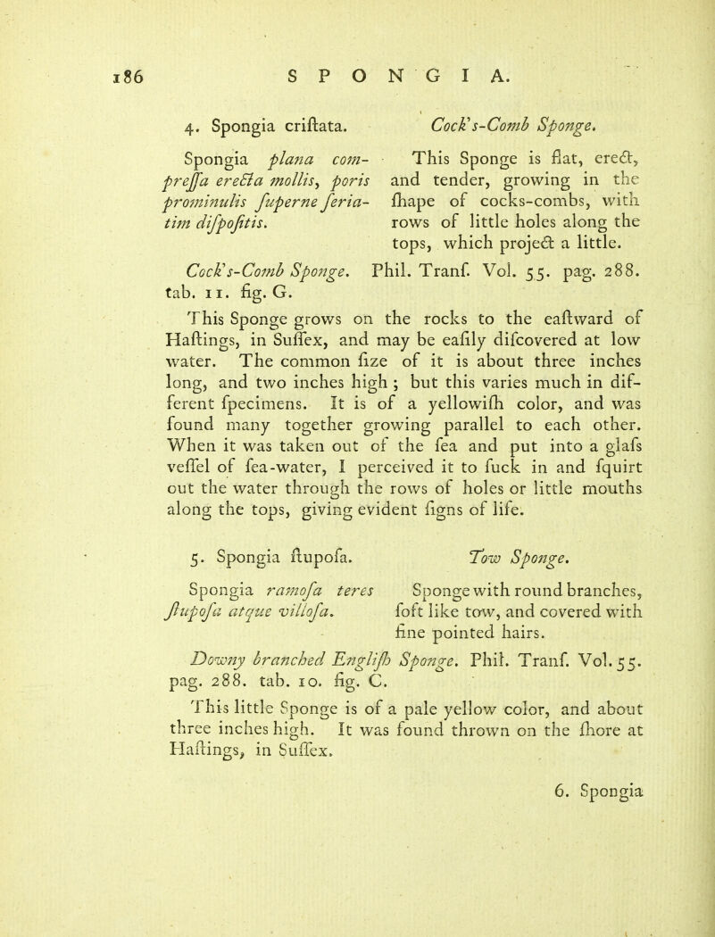 4. Spongia criftata. CocKs-Comh Sponge* Spongia pla?ia com- This Sponge is fiat, ere^V^ prejfa ereSla mollis^ poris and tender, growing in the prominulis fuperne feria- fhape of cocks-combs, with tim difpofitis. rows of little holes along the tops, which projed: a little. CocKs-Comb Sp07ige, Phil. Tranf. Vol. 55. pag, 288. tab. II. fig. G. This Sponge grows on the rocks to the eaftward of Haftings, in Suffex, and may be eafily difcovered at low water. The common fize of it is about three inches long, and two inches high ; but this varies much in dif- ferent fpecimens. It is of a yellowifh color, and was found many together growing parallel to each other. When it was taken out of the fea and put into a glafs veffel of fea-water, I perceived it to fuck in and fquirt out the water through the rows of holes or little mouths along the tops, giving evident figns of life. 5. Spongia flupofa. T'ow Sponge, Spongia ramofa teres Sponge with round branches, Jliipofa atque villofa. foft like taw, and covered with fine pointed hairs. DoiLmy branched Englijh Sponge, Phil. Tranf. Vol.55, pag. 288. tab. 10. fig. C. This little Sponge is of a pale yellow color, and about three inches high. It was found thrown on the fiiore at Plailings^ in Suffex. 6. Spongia