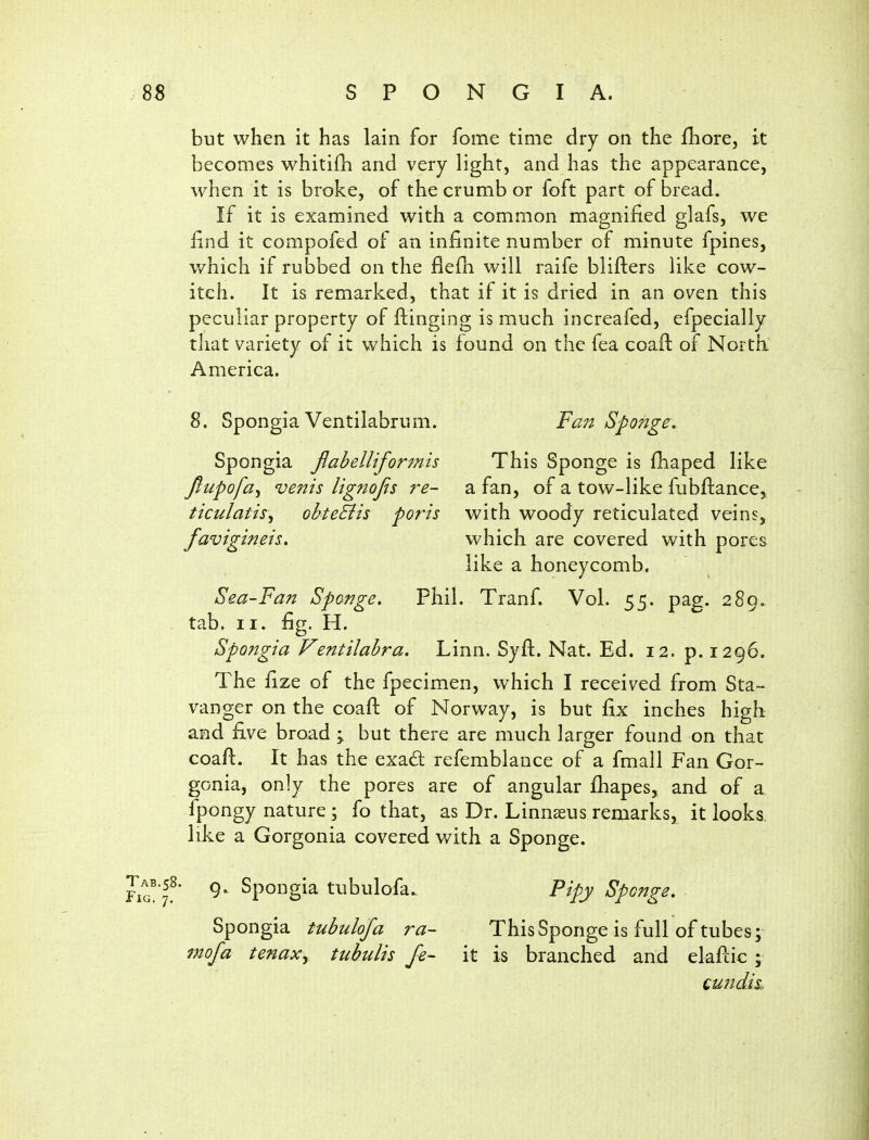 but when it has lain for fome time dry on the fhore, it becomes whitiili and very light, and has the appearance, when it is broke, of the crumb or foft part of bread. If it is examined with a common magnified glafs, we find it compofed of an infinite number of minute fpines, which if rubbed on the flefii will raife blifters like cow- itch. It is remarked, that if it is dried in an oven this peculiar property of Ringing is much increafed, efpecially that variety of it which is found on the fea coafi: of Nortk America. 8. Spongia Ventilabrum. Fan Sponge. Spongia jiabelliformis This Sponge is fhaped like fiupofa^ vents Ugnojis re- a fan, of a tow-like fubftance, ticulatis\y obteSiis poris with woody reticulated veins, favigineis, which are covered with pores like a honeycomb. Sea-Fan Sponge. Phil. Tranf. Vol. 55. pag. 289. tab. II. fig. H. Spongia Ventilahra. Linn. Syft. Nat. Ed. 12. p. 1296. The fize of the fpecimen, which I received from Sta- vanger on the coaft of Norway, is but fix inches high and five broad \ but there are much larger found on that coafl. It has the exad refemblance of a fmall Fan Gor- gonia, only the pores are of angular fhapes, and of a fpongy nature ; fo that, as Dr. Linnseus remarks, it looks like a Gorgonia covered with a Sponge. liQ.f' ^' Spoi^gi^ tubulofa. Pipy Sponge, Spongia tubulofa ra- This Sponge is full of tubes; 7nofa tenaxy tubuUs fe- it is branched and elaftic ; QundiL