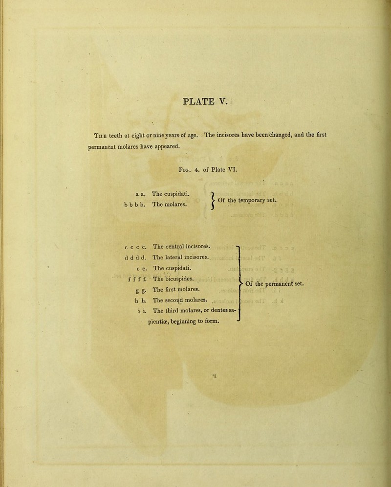 The teeth at eight or nine years of age. The incisores have been changed, and the first permanent molares have appeared. Fig. 4* of Plate VI. a a. bbbb. The cuspidati. The molares. S Of the temporary set. c c c c. The central incisores. d d d d. The lateral incisores. e e. The cuspidati. f f f f. The bicuspides. g g- The first molares. h h. The secopd molares. i i. The third molares, or dentes sa- pientiae, beginning to form. Of the permanent set. H.