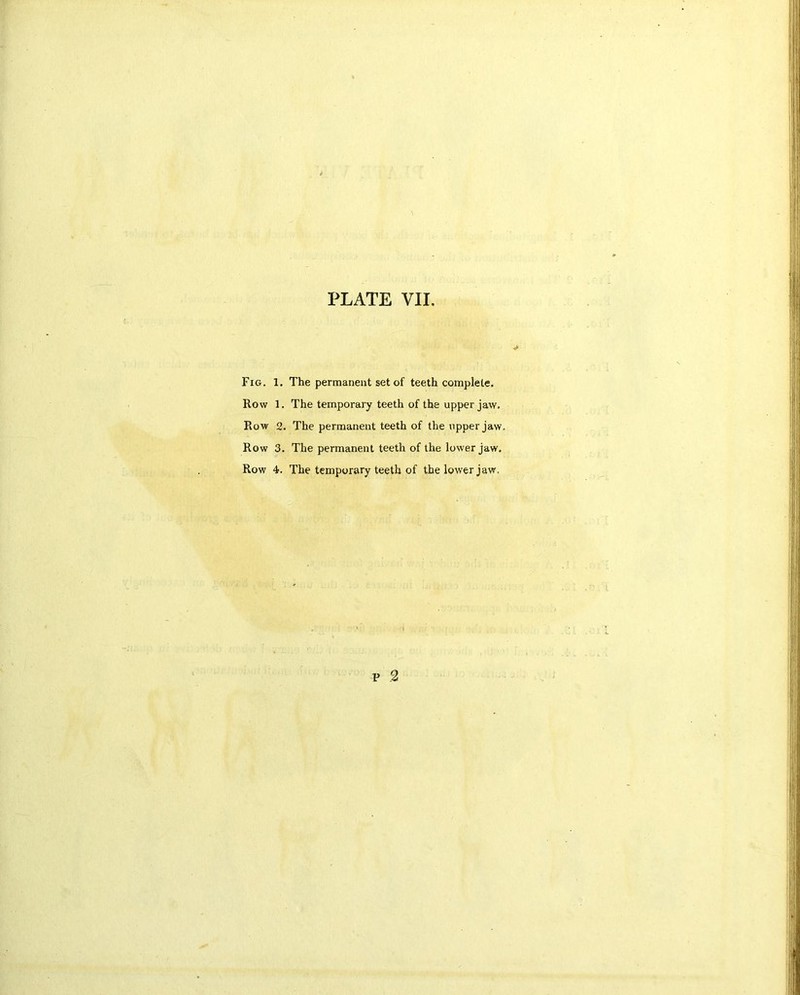 Fig. 1. The permanent set of teeth complete. Row 1. The temporary teeth of the upper jaw. Row 2. The permanent teeth of the upper jaw. Row 3. The permanent teeth of the lower jaw. Row 4. The temporary teeth of the lower jaw.