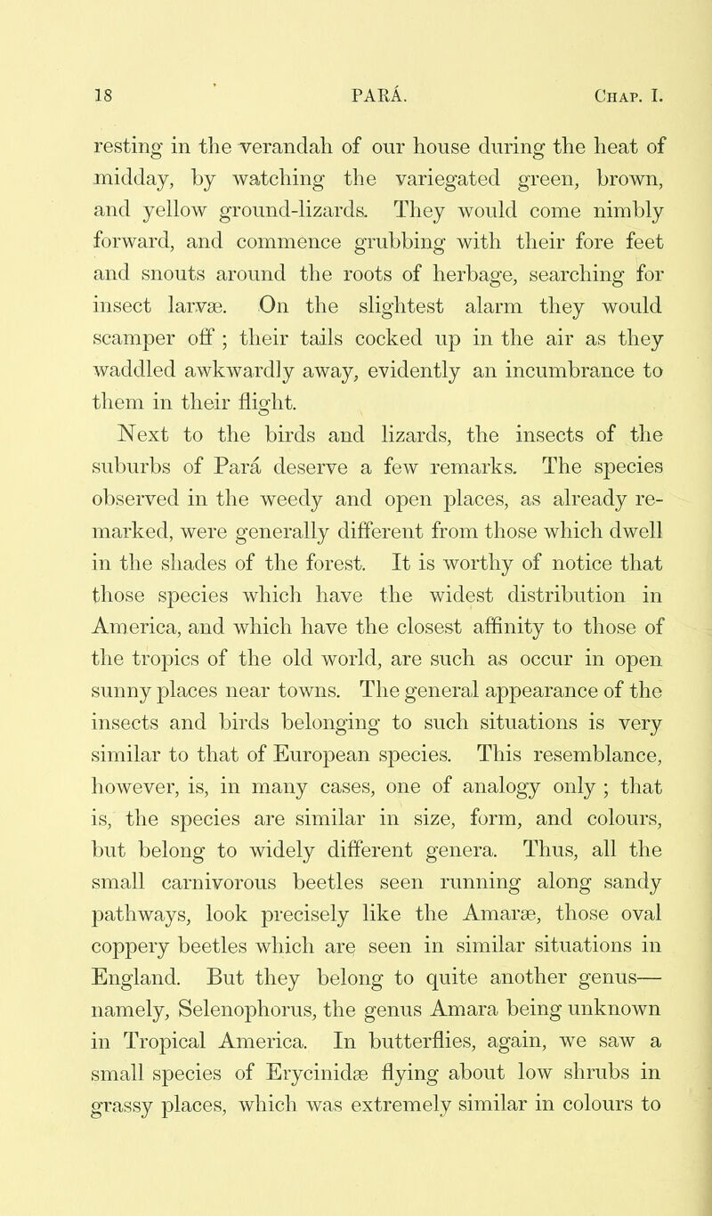 resting in the verandah of our house during the heat of midday, by watching the variegated green, brown, and yellow ground-lizards. They would come nimbly forward, and commence grubbing with their fore feet and snouts around the roots of herbage, searching for insect larvae. On the slightest alarm they would scamper off ; their tails cocked up in the air as they waddled awkwardly away, evidently an incumbrance to them in their flight. Next to the birds and lizards, the insects of the suburbs of Para deserve a few remarks. The species observed in the weedy and open places, as already re- marked, were generally different from those which dwell in the shades of the forest. It is worthy of notice that those species which have the widest distribution in America, and which have the closest affinity to those of the tropics of the old world, are such as occur in open sunny places near towns. The general appearance of the insects and birds belonging to such situations is very similar to that of European species. This resemblance, however, is, in many cases, one of analogy only ; that is, the species are similar in size, form, and colours, but belong to widely different genera. Thus, all the small carnivorous beetles seen running along sandy pathways, look precisely like the Amarse, those oval coppery beetles which arc seen in similar situations in England. But they belong to quite another genus— namely, Selenophorus, the genus Amara being unknown in Tropical America. In butterflies, again, we saw a small species of Erycinidse flying about low shrubs in grassy places, which was extremely similar in colours to