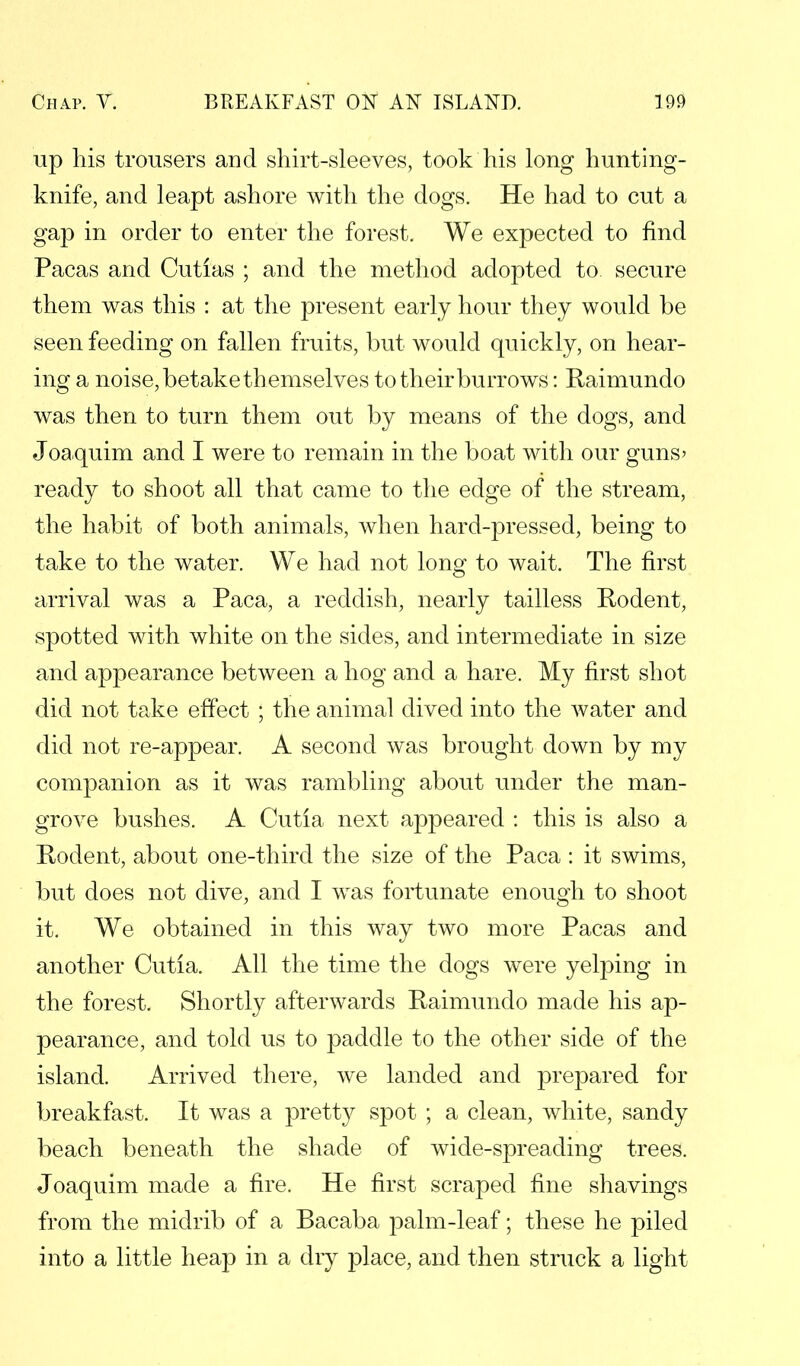 up his trousers and shirt-sleeves, took his long hunting- knife, and leapt ashore with the dogs. He had to cut a gap in order to enter the forest. We expected to find Pacas and Cutias ; and the method adopted to secure them was this : at the present early hour they would be seen feeding on fallen fruits, but would quickly, on hear- ing a noise, betake th emselves to their burrows: Raimundo was then to turn them out by means of the dogs, and Joaquim and I were to remain in the boat with our guns' ready to shoot all that came to the edge of the stream, the habit of both animals, when hard-pressed, being to take to the water. We had not long to wait. The first arrival was a Paca, a reddish, nearly tailless Rodent, spotted with white on the sides, and intermediate in size and appearance between a hog and a hare. My first shot did not take effect ; the animal dived into the water and did not re-appear. A second was brought down by my companion as it was rambling about under the man- grove bushes. A Cutia next appeared : this is also a Rodent, about one-third the size of the Paca : it swims, but does not dive, and I was fortunate enough to shoot it. We obtained in this way two more Pacas and another Cutia. All the time the dogs were yelping in the forest. Shortly afterwards Raimundo made his ap- pearance, and told us to paddle to the other side of the island. Arrived there, we landed and prepared for breakfast. It was a pretty spot ; a clean, white, sandy beach beneath the shade of wide-spreading trees. Joaquim made a fire. He first scraped fine shavings from the midrib of a Bacaba palm-leaf; these he piled into a little heap in a diy place, and then struck a light