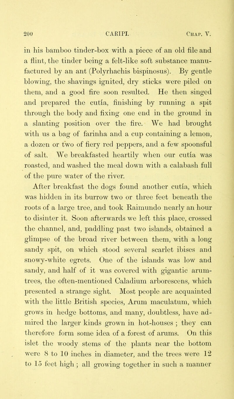 in his bamboo tinder-box with a piece of an old file and a flint, the tinder being a felt-like soft substance manu- factured by an ant (Polyrhachis bispinosus). By gentle blowing, the shavings ignited, dry sticks were piled on them, and a good fire soon resulted. He then singed and prepared the cutia, finishing by running a spit through the body and fixing one end in the ground in a slanting position over the fire. We had brought with us a bag of farinha and a cup containing a lemon, a dozen or two of fiery red peppers, and a few spoonsful of salt. We breakfasted heartily when our cutia was roasted, and washed the meal down with a calabash full of the pure water of the river. After breakfast the dogs found another cutia, which was hidden in its burrow two or three feet beneath the roots of a large tree, and took Raimundo nearly an hour to disinter it. Soon afterwards we left this place, crossed the channel, and, paddling past two islands, obtained a glimpse of the broad river between them, with a long sandy spit, on which stood several scarlet ibises and snowy-white egrets. One of the islands was low and sandy, and half of it was covered with gigantic arum- trees, the often-mentioned Caladium arborescens, which presented a strange sight. Most people are acquainted with the little British species, Arum maculatum, which grows in hedge bottoms, and many, doubtless, have ad- mired the larger kinds grown in hot-houses ; they can therefore form some idea of a forest of arums. On this islet the woody stems of the plants near the bottom were 8 to 10 inches in diameter, and the trees were 12 to 15 feet high ; all growing together in such a manner