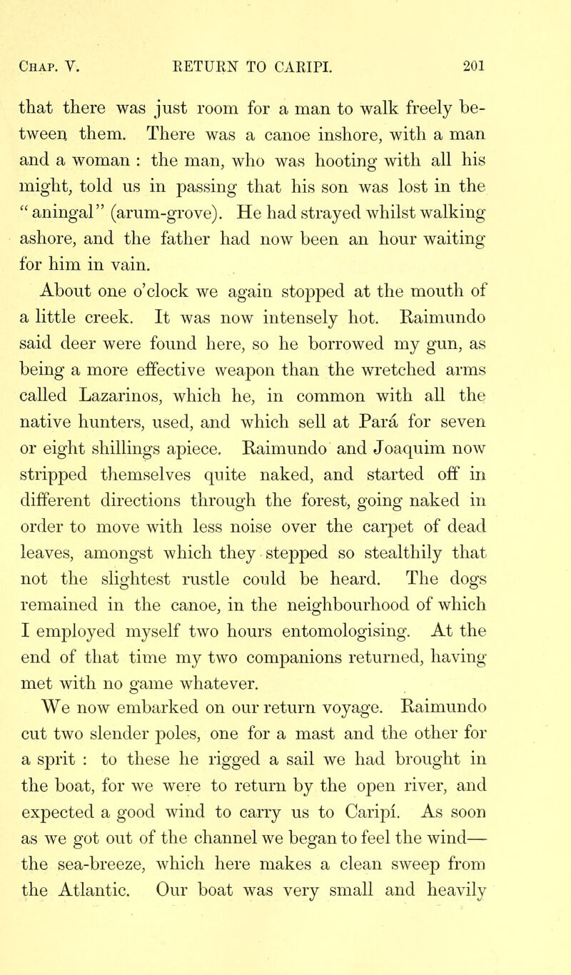that there was just room for a man to walk freely be- tween them. There was a canoe inshore, with a man and a woman : the man, who was hooting with all his might, told us in passing that his son was lost in the  aningal (arum-grove). He had strayed whilst walking ashore, and the father had now been an hour waiting for him in vain. About one o'clock we again stopped at the mouth of a little creek. It was now intensely hot. Raimundo said deer were found here, so he borrowed my gun, as being a more effective weapon than the wretched arms called Lazarinos, which he, in common with all the native hunters, used, and which sell at Para for seven or eight shillings apiece. Raimundo and Joaquim now stripped themselves quite naked, and started off in different directions through the forest, going naked in order to move with less noise over the carpet of dead leaves, amongst which they stepped so stealthily that not the slightest rustle could be heard. The dogs remained in the canoe, in the neighbourhood of which I employed myself two hours entomologising. At the end of that time my two companions returned, having met with no game whatever. We now embarked on our return voyage. Raimundo cut two slender poles, one for a mast and the other for a sprit : to these he rigged a sail we had brought in the boat, for we were to return by the open river, and expected a good wind to carry us to Caripi. As soon as we got out of the channel we began to feel the wind— the sea-breeze, which here makes a clean sweep from the Atlantic. Our boat was very small and heavily