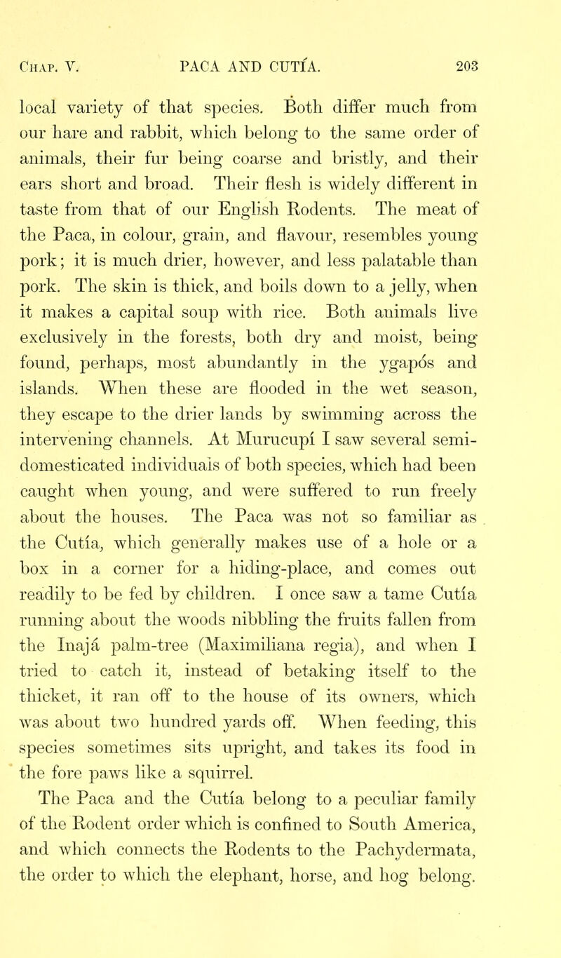 local variety of that species. Both differ much from our hare and rabbit, which belong to the same order of animals, their fur being coarse and bristly, and their ears short and broad. Their flesh is widely different in taste from that of our English Rodents. The meat of the Paca, in colour, grain, and flavour, resembles young pork; it is much drier, however, and less palatable than pork. The skin is thick, and boils down to a jelly, when it makes a capital soup with rice. Both animals live exclusively in the forests, both dry and moist, being found, perhaps, most abundantly in the ygapos and islands. When these are flooded in the wet season, they escape to the drier lands by swimming across the intervening channels. At Murucupi I saw several semi- domesticated individuals of both species, which had been caught when young, and were suffered to run freely about the houses. The Paca was not so familiar as the Cutia, which generally makes use of a hole or a box in a corner for a hiding-place, and comes out readily to be fed by children. I once saw a tame Cutia running about the woods nibbling the fruits fallen from the Inaja palm-tree (Maximiliana regia), and when I tried to catch it, instead of betaking itself to the thicket, it ran off to the house of its owners, which was about two hundred yards off. When feeding, this species sometimes sits upright, and takes its food in the fore paws like a squirrel. The Paca and the Cutia belong to a peculiar family of the Rodent order which is confined to South America, and which connects the Rodents to the Pachydermata, the order to which the elephant, horse, and hog belong.