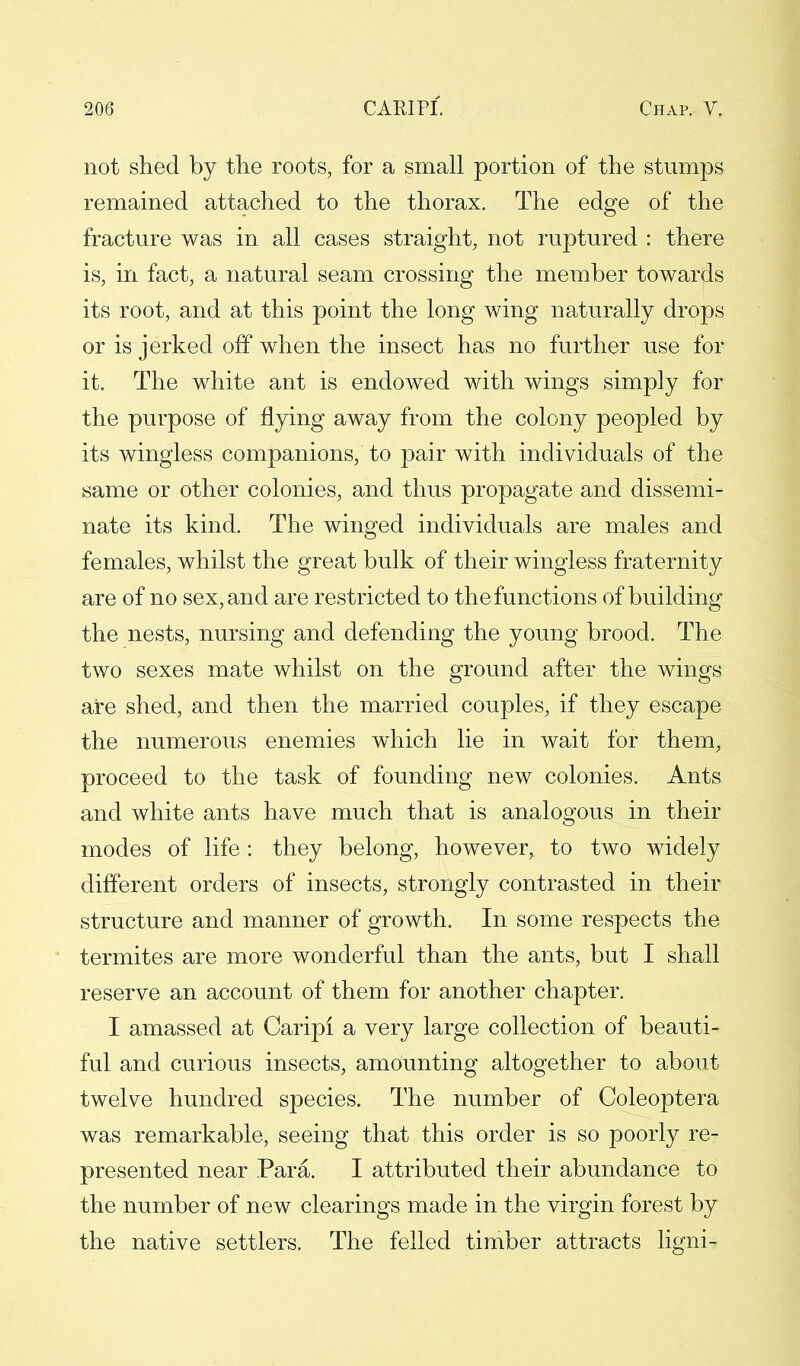 not shed by the roots, for a small portion of the stumps remained attached to the thorax. The edge of the fracture was in all cases straight, not ruptured : there is, in fact, a natural seam crossing the member towards its root, and at this point the long wing naturally drops or is jerked off when the insect has no further use for it. The white ant is endowed with wings simply for the purpose of flying away from the colony peopled by its wingless companions, to pair with individuals of the same or other colonies, and thus propagate and dissemi- nate its kind. The winged individuals are males and females, whilst the great bulk of their wingless fraternity are of no sex, and are restricted to the functions of building the nests, nursing and defending the young brood. The two sexes mate whilst on the ground after the wings are shed, and then the married couples, if they escape the numerous enemies which lie in wait for them, proceed to the task of founding new colonies. Ants and white ants have much that is analogous in their modes of life : they belong, however, to two widely different orders of insects, strongly contrasted in their structure and manner of growth. In some respects the termites are more wonderful than the ants, but I shall reserve an account of them for another chapter. I amassed at Caripi a very large collection of beauti- ful and curious insects, amounting altogether to about twelve hundred species. The number of Coleoptera was remarkable, seeing that this order is so poorly re- presented near Para. I attributed their abundance to the number of new clearings made in the virgin forest by the native settlers. The felled timber attracts ligni-