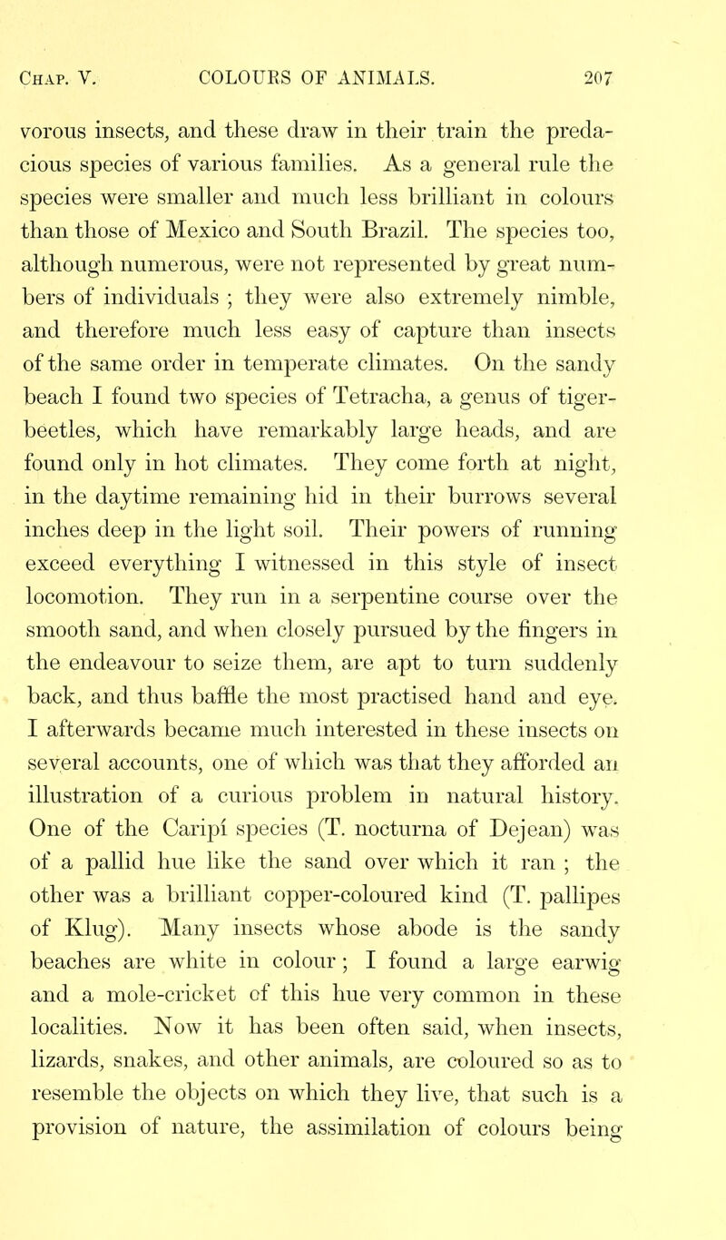 vorous insects, and these draw in their train the preda- cious species of various families. As a general rule the species were smaller and much less brilliant in colours than those of Mexico and South Brazil. The species too, although numerous, were not represented by great num- bers of individuals ; they were also extremely nimble, and therefore much less easy of capture than insects of the same order in temperate climates. On the sandy beach I found two species of Tetracha, a genus of tiger- beetles, which have remarkably large heads, and are found only in hot climates. They come forth at night, in the daytime remaining hid in their burrows several inches deep in the light soil. Their powers of running- exceed everything I witnessed in this style of insect locomotion. They run in a serpentine course over the smooth sand, and when closely pursued by the fingers in the endeavour to seize them, are apt to turn suddenly back, and thus baffle the most practised hand and eye, I afterwards became much interested in these insects on several accounts, one of which was that they afforded an illustration of a curious problem in natural history. One of the Caripi species (T. nocturna of Dejean) was of a pallid hue like the sand over which it ran ; the other was a brilliant copper-coloured kind (T. pallipes of Klug). Many insects whose abode is the sandy beaches are white in colour ; I found a large earwig and a mole-cricket of this hue very common in these localities. Now it has been often said, when insects, lizards, snakes, and other animals, are coloured so as to resemble the objects on which they live, that such is a provision of nature, the assimilation of colours being