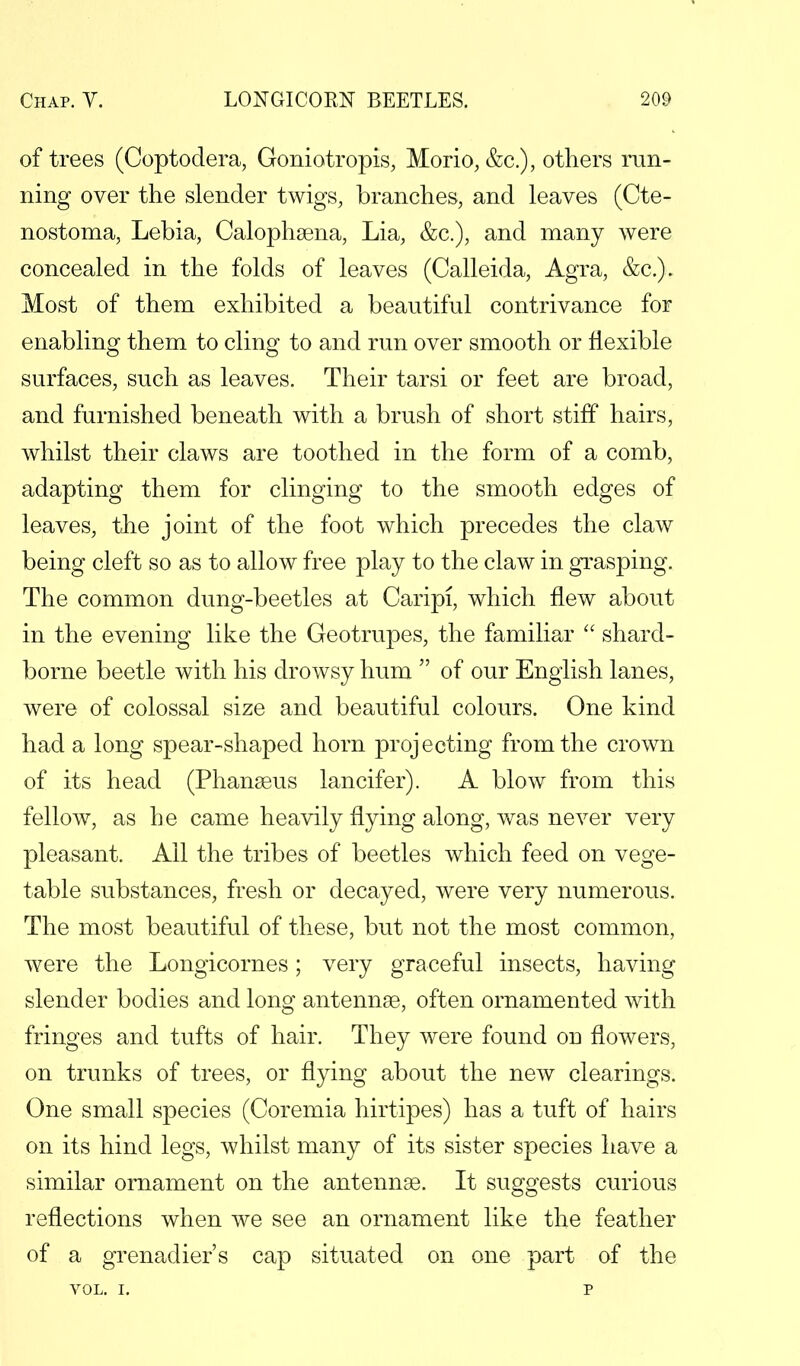 of trees (Coptodera, Goniotropis, Morio, &c), others run- ning over the slender twigs, branches, and leaves (Cte- nostoma, Lebia, Calophaena, Lia, &c), and many were concealed in the folds of leaves (Calleida, Agra, &c). Most of them exhibited a beautiful contrivance for enabling them to cling to and run over smooth or flexible surfaces, such as leaves. Their tarsi or feet are broad, and furnished beneath with a brush of short stiff hairs, whilst their claws are toothed in the form of a comb, adapting them for clinging to the smooth edges of leaves, the joint of the foot which precedes the claw being cleft so as to allow free play to the claw in grasping. The common dung-beetles at Caripi, which flew about in the evening like the Geotrupes, the familiar  shard- borne beetle with his drowsy hum  of our English lanes, were of colossal size and beautiful colours. One kind had a long spear-shaped horn projecting from the crown of its head (Phanaeus lancifer). A blow from this fellow, as he came heavily flying along, was never very pleasant. All the tribes of beetles which feed on vege- table substances, fresh or decayed, were very numerous. The most beautiful of these, but not the most common, were the Longicornes; very graceful insects, having slender bodies and long antennae, often ornamented with fringes and tufts of hair. They were found ou flowers, on trunks of trees, or flying about the new clearings. One small species (Coremia hirtipes) has a tuft of hairs on its hind legs, whilst many of its sister species have a similar ornament on the antennas. It suggests curious reflections when we see an ornament like the feather of a grenadier's cap situated on one part of the