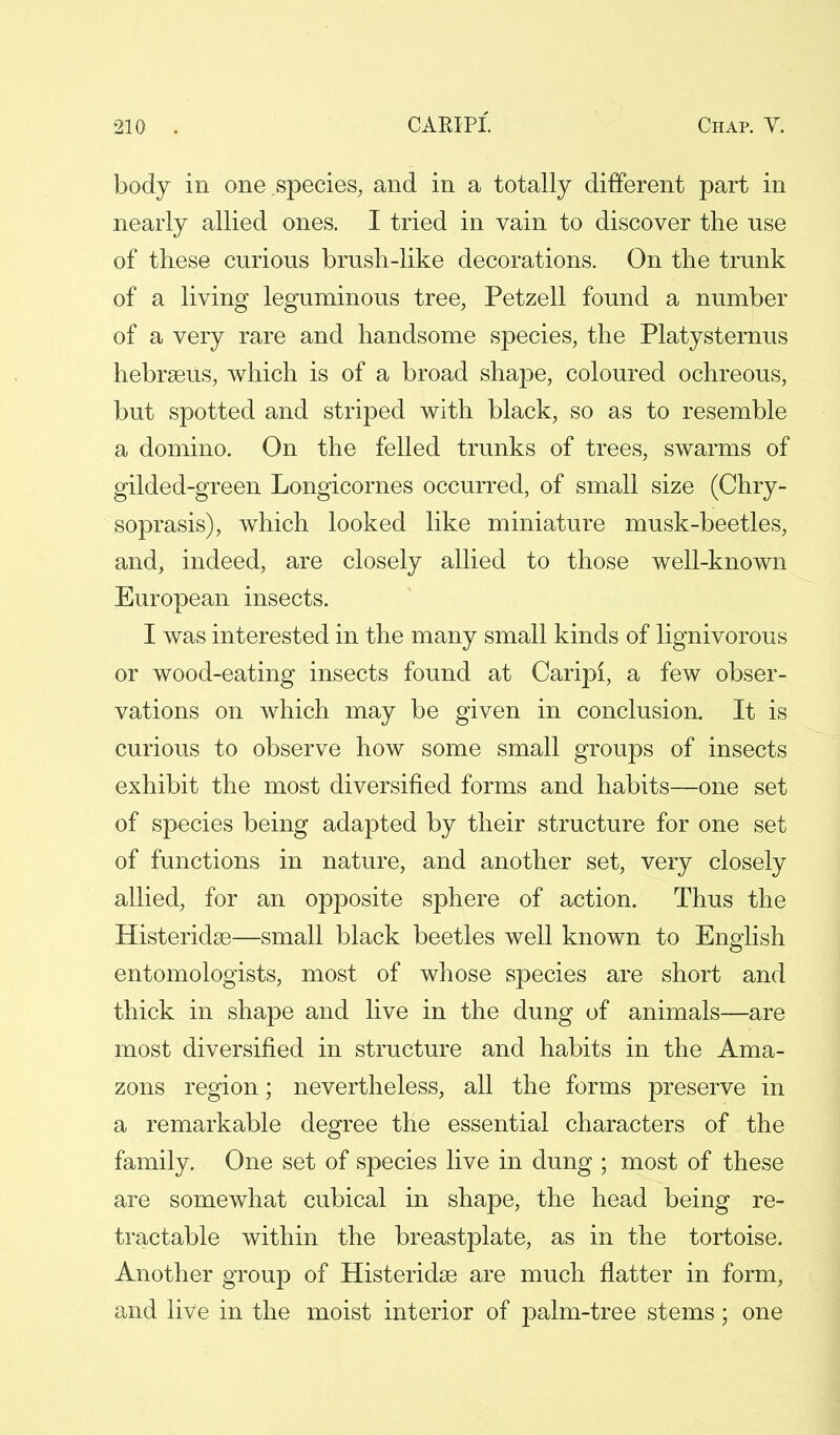 body in one species, and in a totally different part in nearly allied ones. I tried in vain to discover the use of these curious brush-like decorations. On the trunk of a living leguminous tree, Petzell found a number of a very rare and handsome species, the Platysternus hebrasus, which is of a broad shape, coloured ochreous, but spotted and striped with black, so as to resemble a domino. On the felled trunks of trees, swarms of gilded-green Longicornes occurred, of small size (Chry- soprasis), which looked like miniature musk-beetles, and, indeed, are closely allied to those well-known European insects. I was interested in the many small kinds of lignivorous or wood-eating insects found at Caripi, a few obser- vations on which may be given in conclusion. It is curious to observe how some small groups of insects exhibit the most diversified forms and habits—one set of species being adapted by their structure for one set of functions in nature, and another set, very closely allied, for an opposite sphere of action. Thus the Histeridae—small black beetles well known to English entomologists, most of whose species are short and thick in shape and live in the dung of animals—are most diversified in structure and habits in the Ama- zons region; nevertheless, all the forms preserve in a remarkable degree the essential characters of the family. One set of species live in dung ; most of these are somewhat cubical in shape, the head being re- tractable within the breastplate, as in the tortoise. Another group of Histeridaa are much flatter in form, and live in the moist interior of palm-tree stems; one