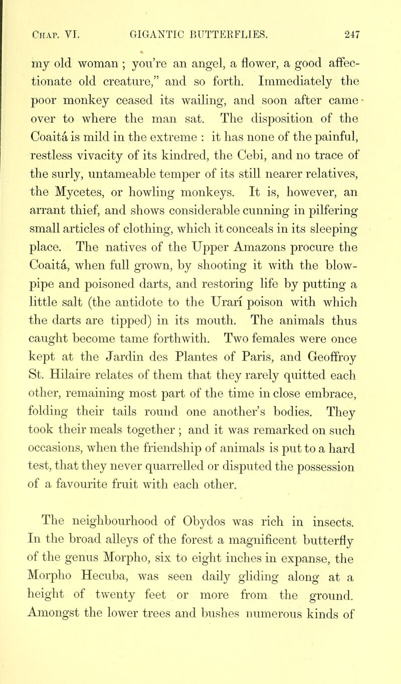 my old woman ; you're an angel, a flower, a good affec- tionate old creature, and so forth. Immediately the poor monkey ceased its wailing, and soon after came over to where the man sat. The disposition of the Coaita is mild in the extreme : it has none of the painful, restless vivacity of its kindred, the Cebi, and no trace of the surly, untameable temper of its still nearer relatives, the Mycetes, or howling monkeys. It is, however, an arrant thief, and shows considerable cunning in pilfering small articles of clothing, which it conceals in its sleeping place. The natives of the Upper Amazons procure the Coaita, when full grown, by shooting it with the blow- pipe and poisoned darts, and restoring life by putting a little salt (the antidote to the Urari poison with which the darts are tipped) in its mouth. The animals thus caught become tame forthwith. Two females were once kept at the Jardin des Plantes of Paris, and Geoffroy St. Hilaire relates of them that they rarely quitted each other, remaining most part of the time in close embrace, folding their tails round one another's bodies. They took their meals together ; and it was remarked on such occasions, when the friendship of animals is put to a hard test, that they never quarrelled or disputed the possession of a favourite fruit with each other. The neighbourhood of Obydos was rich in insects. In the broad alleys of the forest a magnificent butterfly of the genus Morpho, six to eight inches in expanse, the Morpho Hecuba, was seen daily gliding along at a height of twenty feet or more from the ground. Amongst the lower trees and bushes numerous kinds of