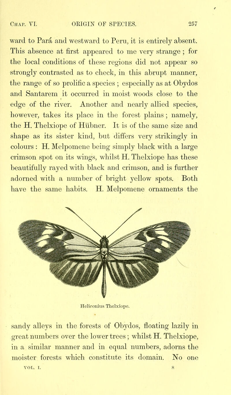 ward to Para and westward to Peru, it is entirely absent. This absence at first appeared to me very strange ; for the local conditions of these regions did not appear so strongly contrasted as to check, in this abrupt manner, the range of so prolific a species ; especially as at Obydos and Santarem it occurred in moist woods close to the edge of the river. Another and nearly allied species, however, takes its place in the forest plains ; namely, the H. Thelxiope of Hiibner. It is of the same size and shape as its sister kind, but differs very strikingly in colours : H. Melpomene being simply black with a large crimson spot on its wings, whilst H. Thelxiope has these beautifully rayed with black and crimson, and is further adorned with a number of bright yellow spots. Both have the same habits. H. Melpomene ornaments the sandy alleys in the forests of Obydos, floating lazily in great numbers over the lower trees ; whilst H. Thelxiope, in a similar manner and in equal numbers, adorns the moister forests which constitute its domain. No one Helioonius Thelxiope. YOL. I.