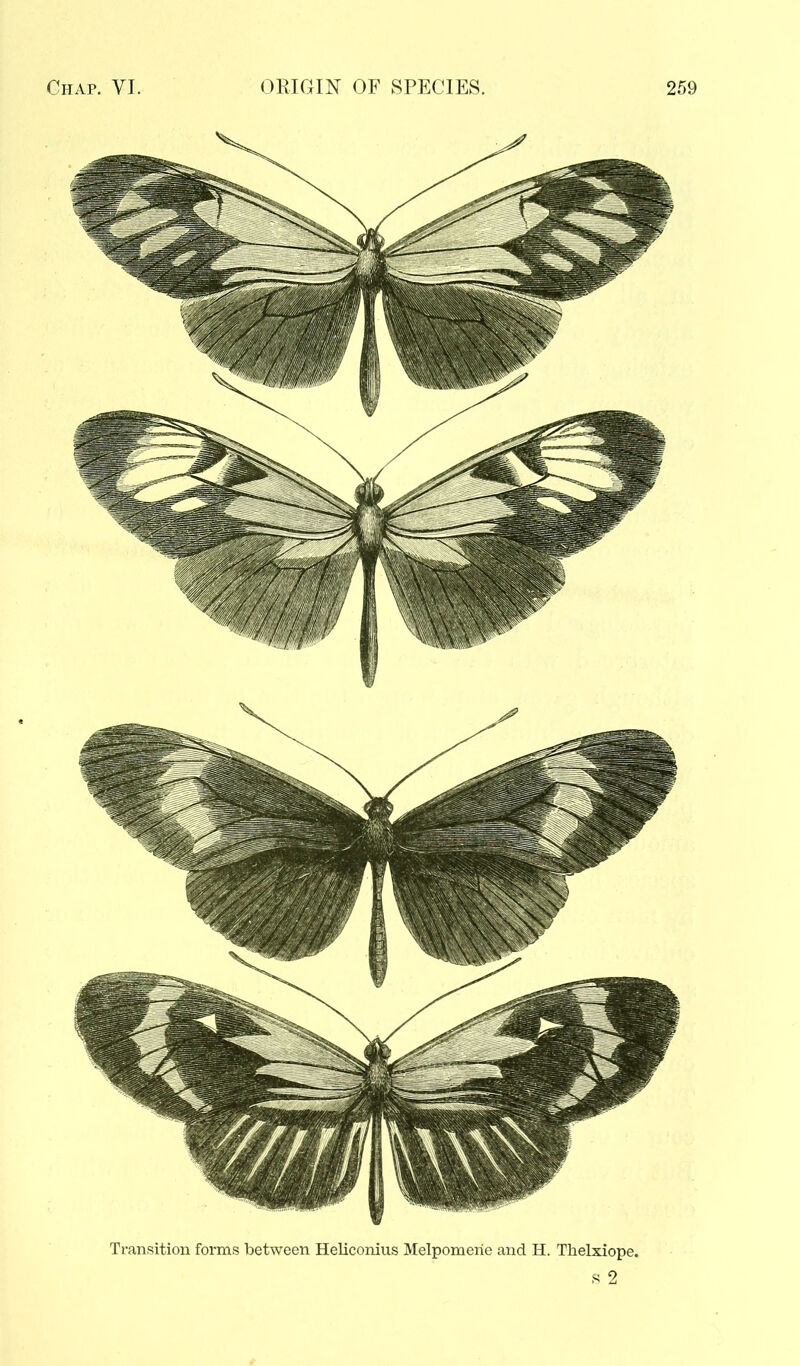 Transition forms between Heliconius Melpomene and H. Thelxiope.
