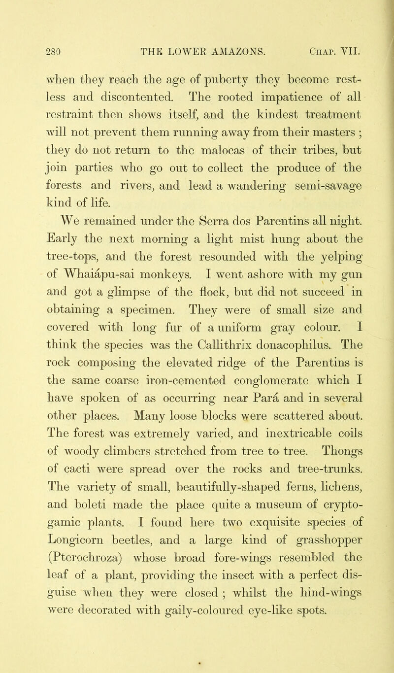 when they reach the age of puberty they become rest- less and discontented. The rooted impatience of all restraint then shows itself, and the kindest treatment will not prevent them running away from their masters ; they do not return to the malocas of their tribes, but join parties who go out to collect the produce of the forests and rivers, and lead a wandering semi-savage kind of life. We remained under the Serra dos Parentins all night. Early the next morning a light mist hung about the tree-tops, and the forest resounded with the yelping of Whaiapu-sai monkeys. I went ashore with my gun and got a glimpse of the flock, but did not succeed in obtaining a specimen. They were of small size and covered with long fur of a uniform gray colour. I think the species was the Callithrix donacophilus. The rock composing the elevated ridge of the Parentins is the same coarse iron-cemented conglomerate which I have spoken of as occurring near Para and in several other places. Many loose blocks were scattered about. The forest was extremely varied, and inextricable coils of woody climbers stretched from tree to tree. Thongs of cacti were spread over the rocks and tree-trunks. The variety of small, beautifully-shaped ferns, lichens, and boleti made the place quite a museum of crypto- gamic plants. I found here two exquisite species of Longicorn beetles, and a large kind of grasshopper (Pterochroza) whose broad fore-wings resembled the leaf of a plant, providing the insect with a perfect dis- guise when they were closed ; whilst the hind-wings were decorated with gaily-coloured eye-like spots.