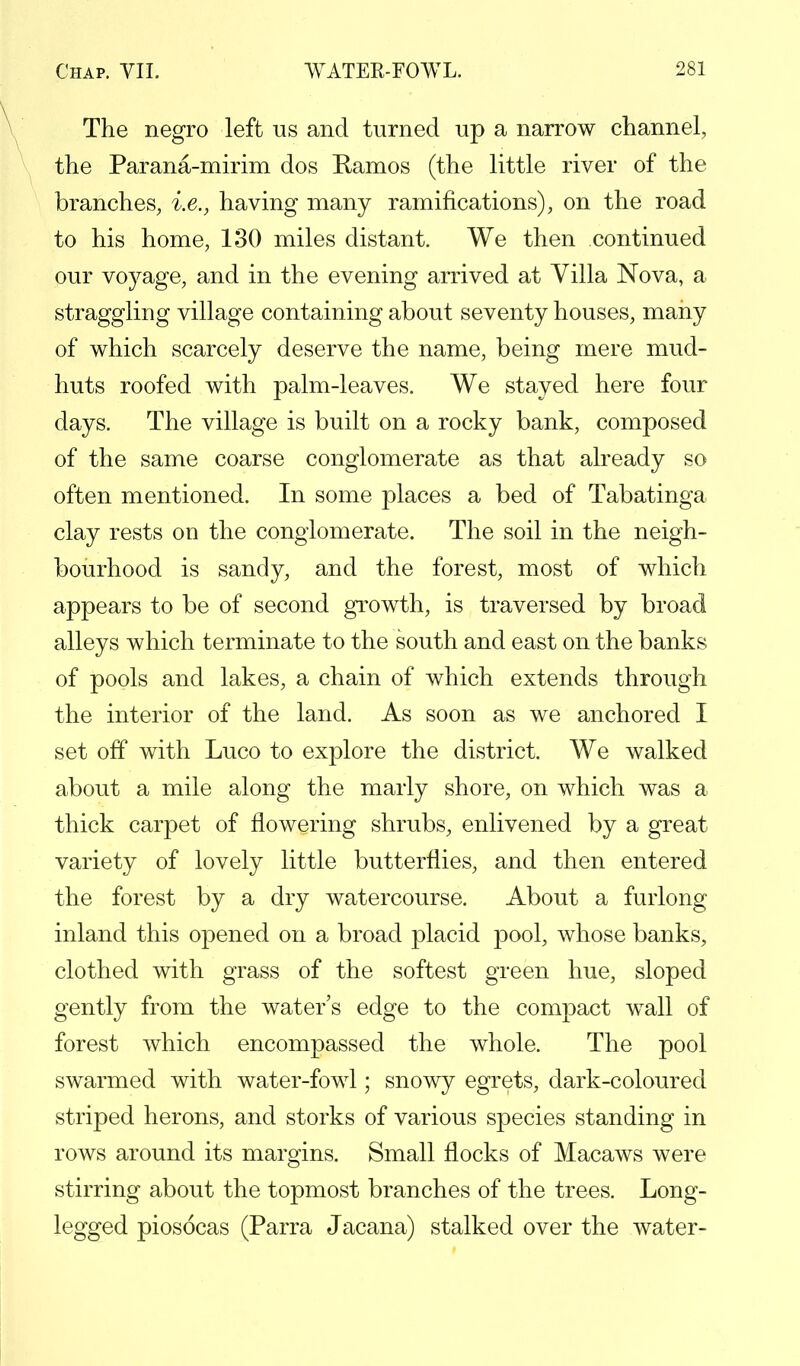 The negro left us and turned up a narrow channel, the Parana-mirim dos Ramos (the little river of the branches, i.e., having many ramifications), on the road to his home, 130 miles distant. We then continued our voyage, and in the evening arrived at Villa Nova, a straggling village containing about seventy houses, many of which scarcely deserve the name, being mere mud- huts roofed with palm-leaves. We stayed here four days. The village is built on a rocky bank, composed of the same coarse conglomerate as that already so often mentioned. In some places a bed of Tabatinga clay rests on the conglomerate. The soil in the neigh- bourhood is sandy, and the forest, most of which appears to be of second growth, is traversed by broad alleys which terminate to the south and east on the banks of pools and lakes, a chain of which extends through the interior of the land. As soon as we anchored I set off with Luco to explore the district. We walked about a mile along the marly shore, on which was a thick carpet of flowering shrubs, enlivened by a great variety of lovely little butterflies, and then entered the forest by a dry watercourse. About a furlong inland this opened on a broad placid pool, whose banks, clothed with grass of the softest green hue, sloped gently from the water's edge to the compact wall of forest which encompassed the whole. The pool swarmed with water-fowl; snowy egrets, dark-coloured striped herons, and storks of various species standing in rows around its margins. Small flocks of Macaws were stirring about the topmost branches of the trees. Long- legged piosocas (Parra Jacana) stalked over the water-