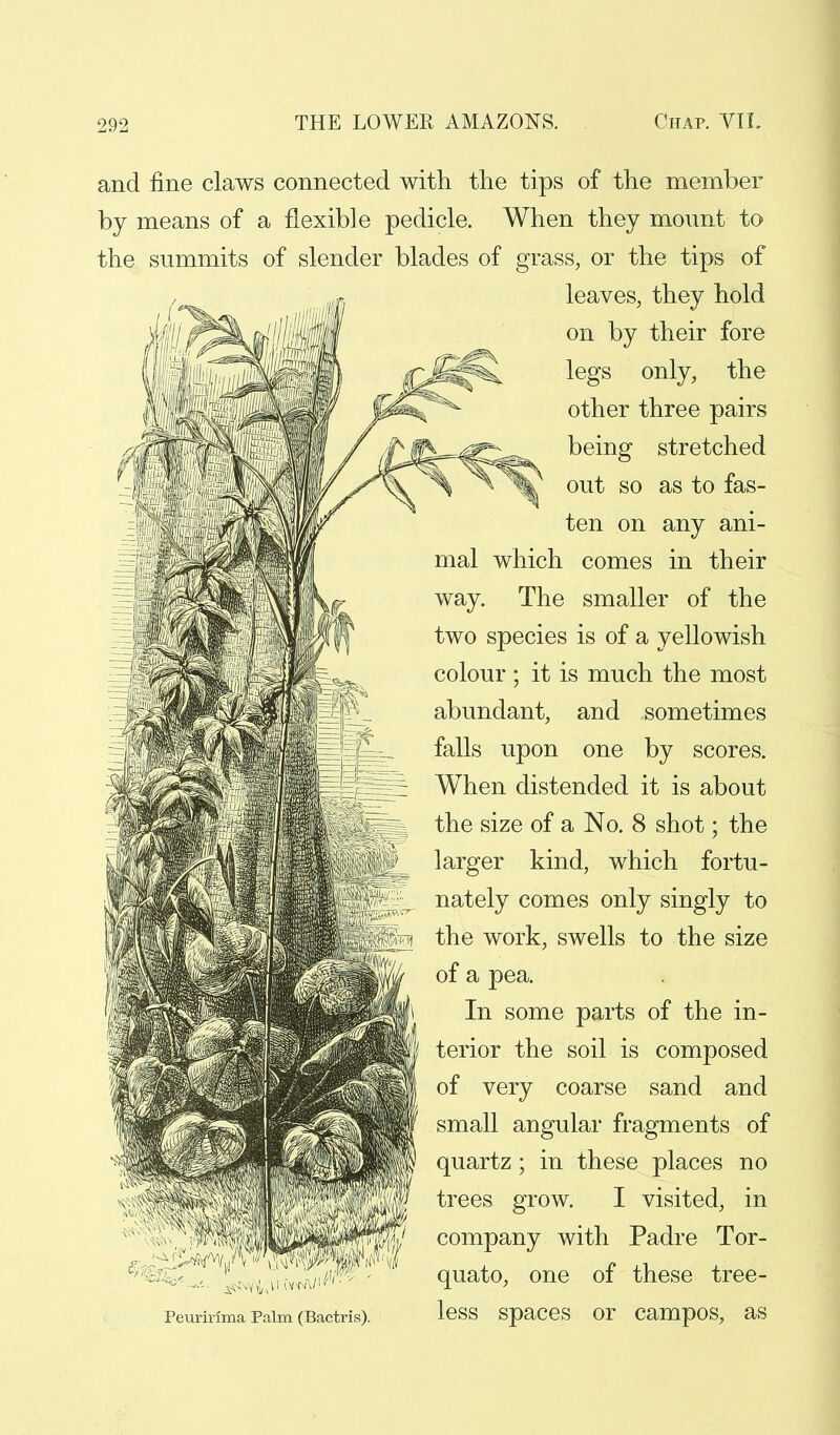 and fine claws connected with the tips of the member by means of a flexible pedicle. When they mount to the summits of slender blades of grass, or the tips of leaves, they hold on by their fore legs only, the other three pairs being stretched out so as to fas- ten on any ani- mal which comes in their way. The smaller of the two species is of a yellowish colour ; it is much the most abundant, and sometimes falls upon one by scores. When distended it is about the size of a No. 8 shot; the larger kind, which fortu- nately comes only singly to the work, swells to the size of a pea. In some parts of the in- terior the soil is composed of very coarse sand and small angular fragments of quartz ; in these places no trees grow. I visited, in company with Padre Tor- quato, one of these tree- Peurirmia Palm (Bactris). leSS Spaces Or CampOS, as