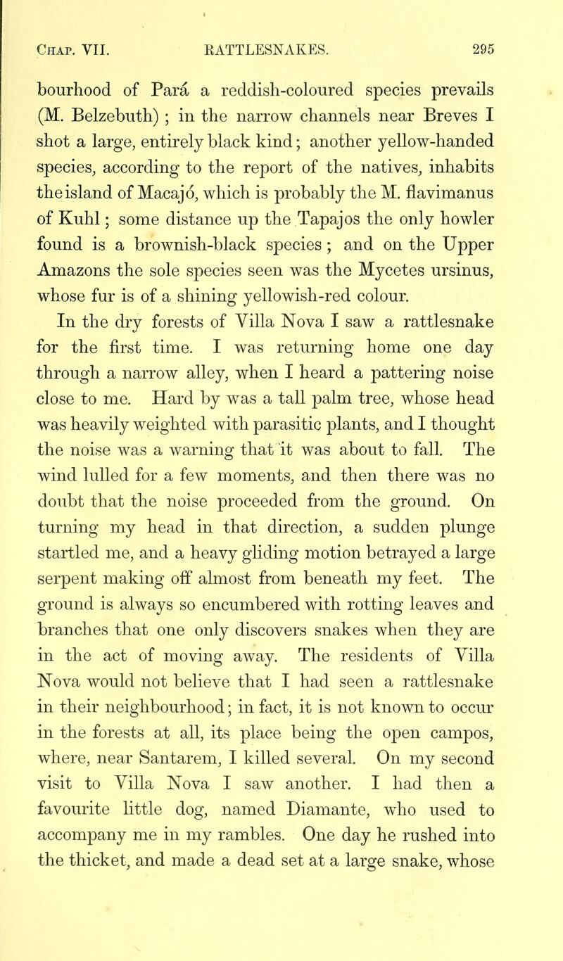 bourhood of Para a reddish-coloured species prevails (M. Belzebuth) ; in the narrow channels near Breves I shot a large, entirely black kind; another yellow-handed species, according to the report of the natives, inhabits the island of Macajo, which is probably the M. flavimanus of Kuhl; some distance up the Tapajos the only howler found is a brownish-black species; and on the Upper Amazons the sole species seen was the Mycetes ursinus, whose fur is of a shining yellowish-red colour. In the dry forests of Villa Nova I saw a rattlesnake for the first time. I was returning home one day through a narrow alley, when I heard a pattering noise close to me. Hard by was a tall palm tree, whose head was heavily weighted with parasitic plants, and I thought the noise was a warning that it was about to fall. The wind lulled for a few moments, and then there was no doubt that the noise proceeded from the ground. On turning my head in that direction, a sudden plunge startled me, and a heavy gliding motion betrayed a large serpent making off almost from beneath my feet. The ground is always so encumbered with rotting leaves and branches that one only discovers snakes when they are in the act of moving away. The residents of Villa Nova would not believe that I had seen a rattlesnake in their neighbourhood; in fact, it is not known to occur in the forests at all, its place being the open campos, where, near Santarem, I killed several. On my second visit to Villa Nova I saw another. I had then a favourite little dog, named Diamante, who used to accompany me in my rambles. One day he rushed into the thicket, and made a dead set at a large snake, whose