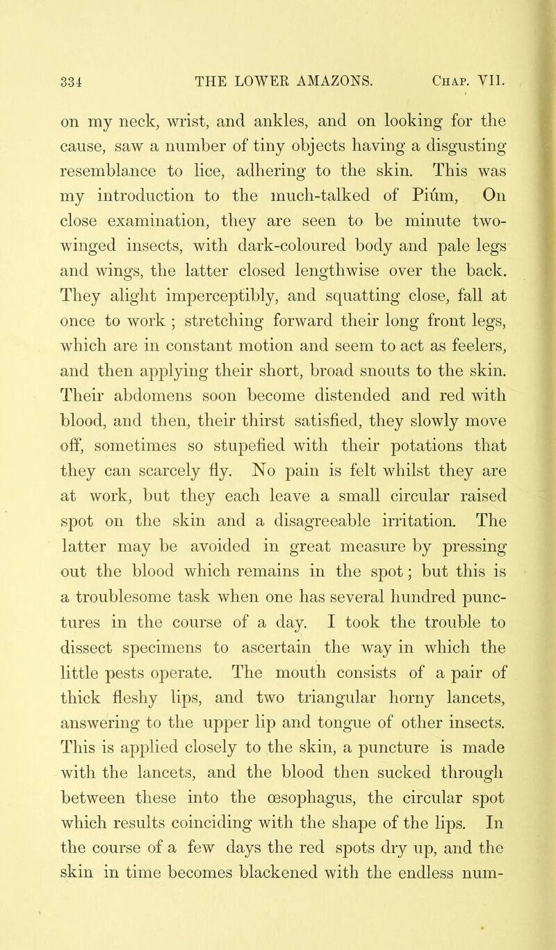 on my neck, wrist, and ankles, and on looking for the cause, saw a number of tiny objects having a disgusting resemblance to lice, adhering to the skin. This was my introduction to the much-talked of Pium, On close examination, they are seen to be minute two- winged insects, with dark-coloured body and pale legs and wings, the latter closed lengthwise over the back. They alight imperceptibly, and squatting close, fall at once to work ; stretching forward their long front legs, which are in constant motion and seem to act as feelers, and then applying their short, broad snouts to the skin. Their abdomens soon become distended and red with blood, and then, their thirst satisfied, they slowly move off, sometimes so stupefied with their potations that they can scarcely fly. No pain is felt whilst they are at work, but they each leave a small circular raised spot on the skin and a disagreeable irritation. The latter may be avoided in great measure by pressing out the blood which remains in the spot; but this is a troublesome task when one has several hundred punc- tures in the course of a day. I took the trouble to dissect specimens to ascertain the way in which the little pests operate. The mouth consists of a pair of thick fleshy lips, and two triangular horny lancets, answering to the upper lip and tongue of other insects. This is applied closely to the skin, a puncture is made with the lancets, and the blood then sucked through between these into the oesophagus, the circular spot which results coinciding with the shape of the lips. In the course of a few days the red spots dry up, and the skin in time becomes blackened with the endless num-