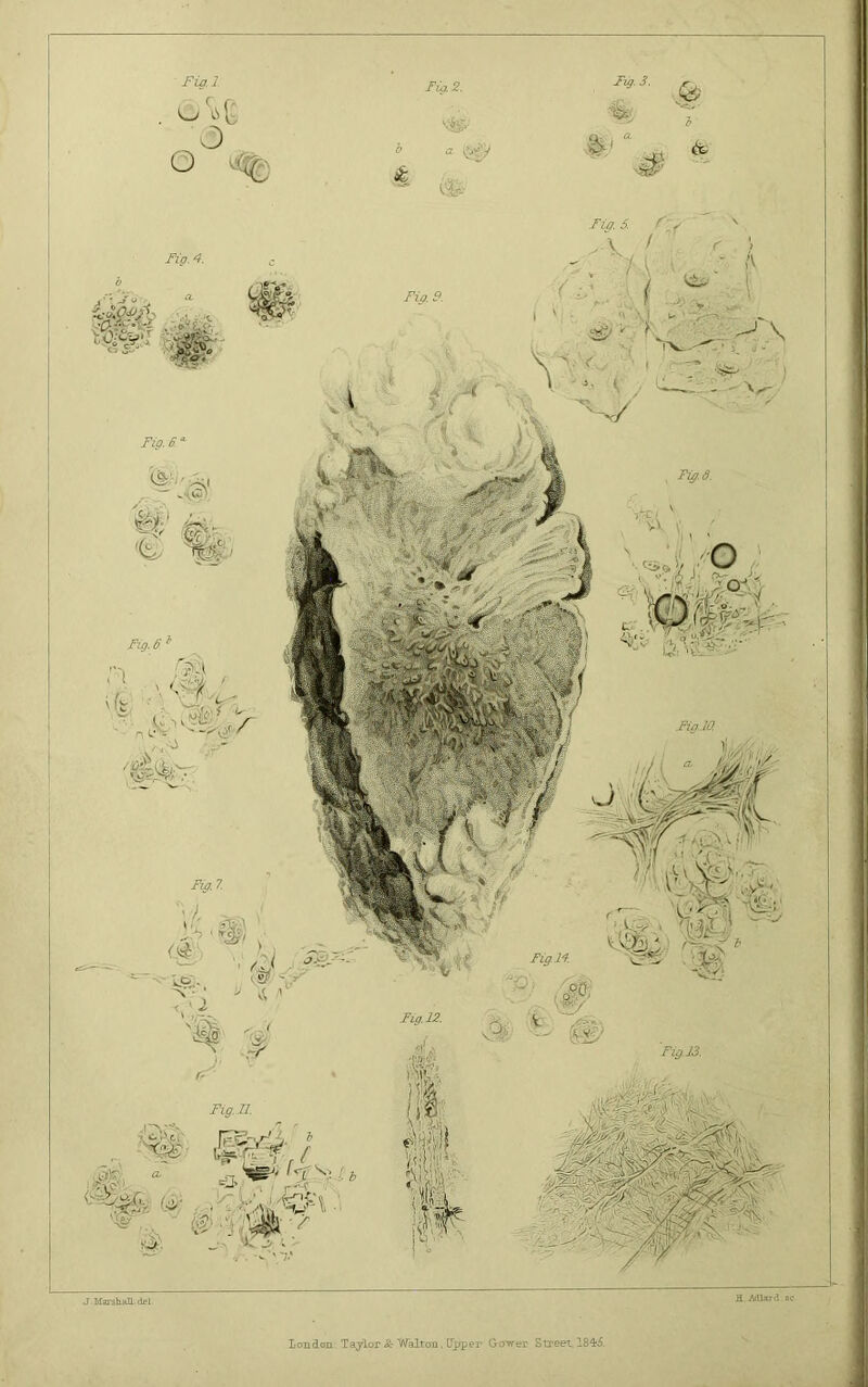 J. Marshall, del. H.Mlard ac London. Taylor & Walton, Upper Go^wer Street. 1845.