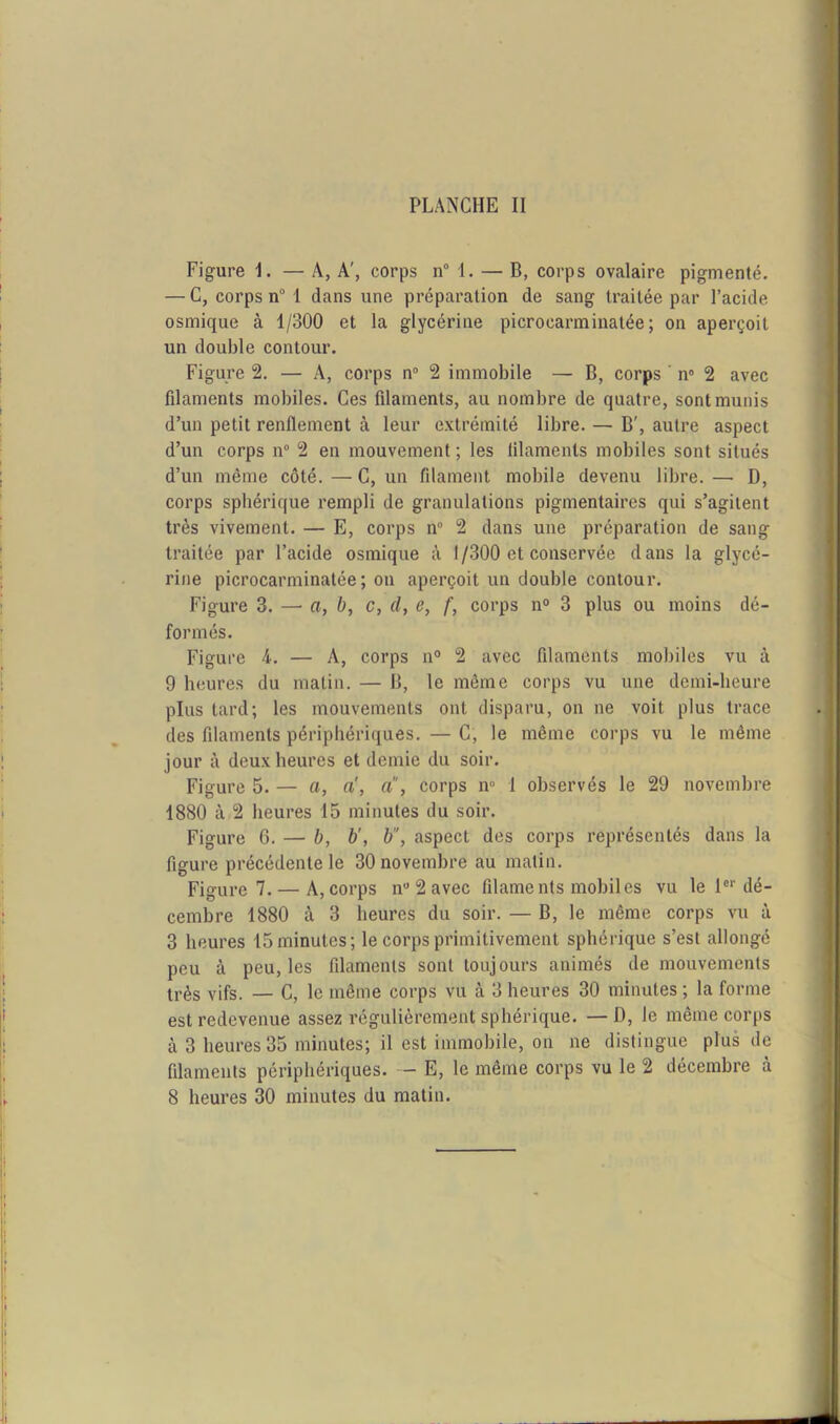 PLANCHE II Figure I. — A, A', corps n° 1. — B, corps ovalaire pigmenté. — C, corps n° I dans une préparation de sang traitée par l’acide osmique à 1/300 et la glycérine picrocarminatée ; on aperçoit un double contour. Figure 2. — A, corps n° 2 immobile — B, corps n° 2 avec filaments mobiles. Ces filaments, au nombre de quatre, sont munis d’un petit renflement à leur extrémité libre. — B', autre aspect d’un corps n° 2 en mouvement ; les filaments mobiles sont situés d’un même côté. — C, un filament mobile devenu libre. — D, corps sphérique rempli de granulations pigmentaires qui s’agitent très vivement. — E, corps n° 2 dans une préparation de sang traitée par l’acide osmique à I/300 et conservée dans la glycé- rine picrocarminatée; on aperçoit un double contour. Figure 3. —• a, b, c, d, e, f, corps n° 3 plus ou moins dé- formés. Figure 4. — A, corps n° 2 avec filaments mobiles vu à 9 heures du malin. — B, le même corps vu une demi-heure plus tard; les mouvements ont disparu, on ne voit plus trace des filaments périphériques. — C, le même corps vu le même jour à deux heures et demie du soir. Figure 5. — a, a, a, corps n° 1 observés le 29 novembre 1880 à 2 heures 15 minutes du soir. Figure 6. — b, b', b, aspect des corps représentés dans la figure précédente le 30 novembre au malin. Figure 7. — A, corps nu2avec filaments mobiles vu le 1er dé- cembre 1880 à 3 heures du soir. — B, le même corps vu à 3 heures 15 minutes; le corps primitivement sphérique s’est allongé peu à peu, les filaments sont toujours animés de mouvements très vifs. — C, le même corps vu à 3 heures 30 minutes ; la forme est redevenue assez régulièrement sphérique. —D, le même corps à 3 heures 35 minutes; il est immobile, on ne distingue plus de filaments périphériques. — E, le même corps vu le 2 décembre à 8 heures 30 minutes du matin.