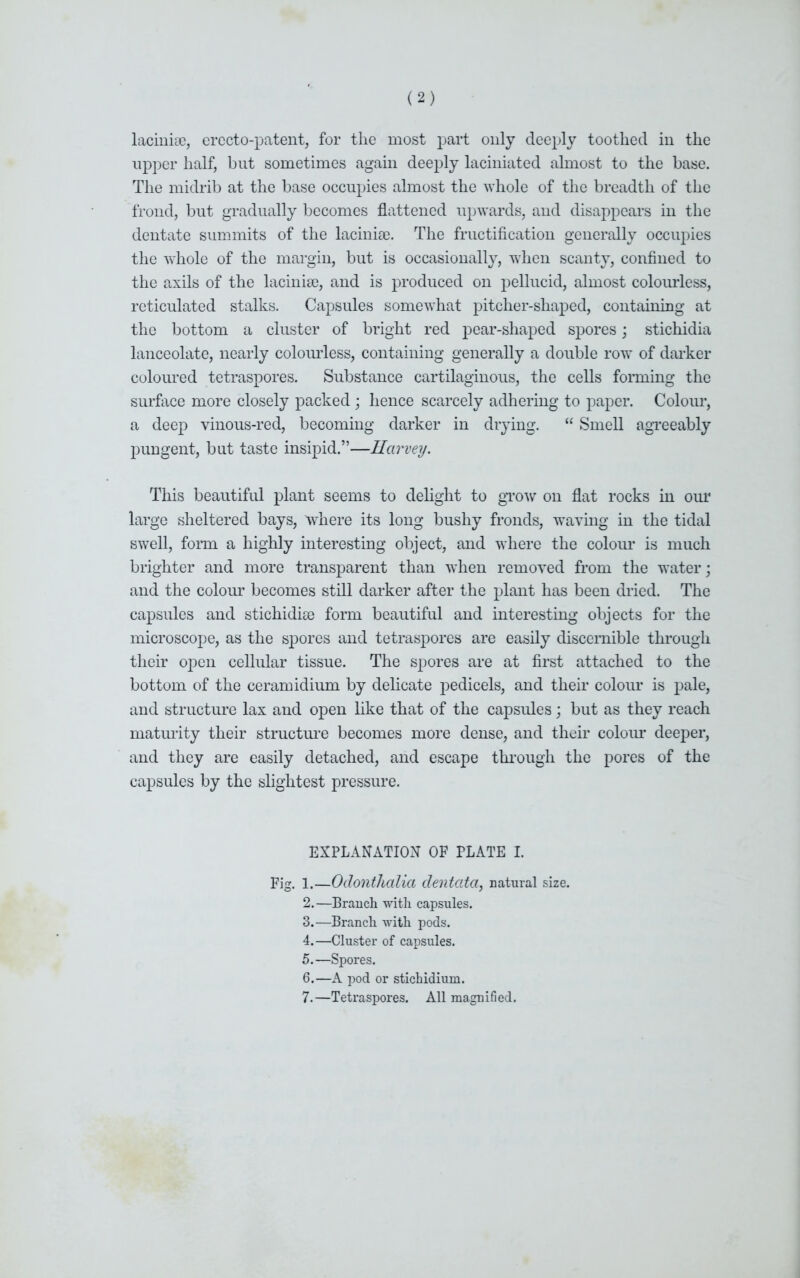 latinise, erccto-patent, for the most part only deeply toothed in the upper half, but sometimes again deeply laciniated almost to the base. The midrib at the base occupies almost the whole of the breadth of the frond, but gradually becomes flattened upwards, and disappears in the dentate summits of the latinise. The fructification generally occupies the whole of the margin, but is occasionally, wThen scanty, confined to the axils of the latinise, and is produced on pellucid, almost colourless, reticulated stalks. Capsules somewhat pitcher-shaped, containing at the bottom a cluster of bright red pear-shaped spores; stichidia lanceolate, nearly colourless, containing generally a double row of darker coloured tetraspores. Substance cartilaginous, the cells forming the surface more closely packed; hence scarcely adhering to paper. Colour, a deep vinous-red, becoming darker in drying. “ Smell agreeably pungent, but taste insipid.”—Harvey. This beautiful plant seems to delight to grow on flat rocks in our large sheltered bays, where its long bushy fronds, waving in the tidal swell, form a highly interesting object, and where the colour is much brighter and more transparent than when removed from the water; and the colour becomes still darker after the plant has been dried. The capsules and stichidise form beautiful and interesting objects for the microscope, as the spores and tetraspores are easily discernible through their open cellular tissue. The spores are at first attached to the bottom of the ceram idium by delicate pedicels, and their colour is pale, and structure lax and open like that of the capsules; but as they reach maturity their structure becomes more dense, and their colour deeper, and they are easily detached, and escape through the pores of the capsules by the slightest pressure. EXPLANATION OF PLATE I. Fig. 1.—Odonthalia dentata, natural size. 2. —Branch with capsules. 3. —Branch with pods. 4. —Cluster of capsules. 5. —Spores. 6. —A pod or stichidium. 7. —Tetraspores. All magnified.