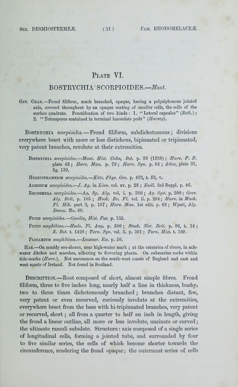 Plate VI. BOSTRYCHIA' SCORPIOIDES.—Mont. Gen. Char.—Frond filiform, much, branched, opaque, having a polysiphonous jointed axis, covered throughout by an opaque coating of smaller cells, the cells of the surface quadrate. Fructification of two kinds: 1. “ Lateral capsules” (Roth.); 2. “ Tetraspores contained in terminal lanceolate pods” (Harvey). Bostrychia scorpioides.—Frond filiform, subdichotomous; divisions everywhere beset with more or less distichous, bipinnated or tripinnated, very patent branches, revolnte at their extremities. Bostrychia scorpioides.—Mont. Hist. Cuba, Rot. p. 39 (1838) ; Harv. P. B. plate 48 ; Harv. Man. p. 79 ; Harv. Syn. p. 64 ; Atlas, plate 31, fig. 139. Helicothamnion scorpioides.—Kutz. Pliyc. Gen. p. 433, t. 53, v. Alsidium scorpioides.—J. Ay. in Linn. vol. xv. p. 28 ; Endl. 3rd Suppl. p. 46. Rhodomela scorpioides.—Ay. Sp. Aly. vol. i. p. 380 ; Ay. Syst. p. 200; Grev. Aly. Brit. p. 105 ; Hook. Br. FI. vol. ii. p. 294; Harv. in Mack. FI. Hib. part 3, p. 197; Harv. Man. 1st edit. p. 68 ; Wyatt, Aly. Damn. No. 69. Fucus scorpioides.—Gmelin, Hist. Fuc. p. 135. Fijcus amphibius.—Huds. FI. Any. p. 590 ; Stack. Ner. Brit. p. 86, t. 14 ; E. Bot. t. 1428 ; Turn. Syn. vol. ii. p. 391; Turn. Hist. t. 109. Plocamium amphibium.—Lamour. Ess. p. 50. Hab.—On muddy sea-sliores, near high-water mark ; at the estuaries of rivers, in salt- water ditches and marshes, adhering to flowering plants. On submarine rocks within tide-marks (Harv.). Not uncommon on the south-west coasts of England and east and west coasts of Ireland. Not found in Scotland. Description.—Root composed of short, almost simple fibres. Frond filiform, three to five inches long, nearly half a line in thickness, bushy, two to three times dichotomously branched; branches distant, few, very patent or even recurved, curiously involute at the extremities, everywhere beset from the base with bi-tripinnated branches, very patent or recurved, short; all from a quarter to half an inch in length, giving the frond a linear outline, all more or less involute, uncinate or curved; the ultimate ramuli subulate. Structure: axis composed of a single series of longitudinal cells, forming a jointed tube, and surrounded by four to five similar series, the cells of which become shorter towards the circumference, rendering the frond opaque; the outermost series of cells