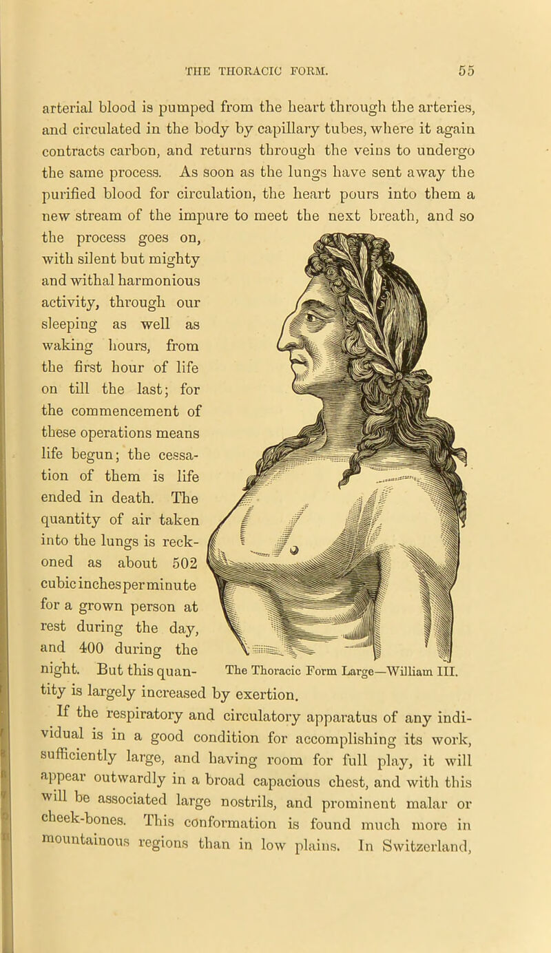 arterial blood is pumped from the heart through the arteries, and circulated in the body by capillary tubes, where it again contracts carbon, and returns through the veins to undergo the same process. As soon as the lungs have sent away the purified blood for circulation, the heart pours into them a new stream of the impure to meet the nest breath, and so the process goes on, with silent but mighty and withal harmonious activity, through our sleeping as well as waking hours, from the first hour of life on till the last; for the commencement of these operations means life begun; the cessa- tion of them is life ended in death. The quantity of air taken into the lungs is reck- oned as about 502 cubic inches per minute for a grown person at rest during the dajq and 400 during the night. But this quan- The Thoracic Form Large—William III. tity is largely increased by exertion. If the respiratory and circulatory apparatus of any indi- vidual is in a good condition for accomplishing its work, sufficiently large, and having room for full play, it will appear outwardly in a broad capacious chest, and with this ■will be associated large nostrils, and prominent malar or cheek-bones. This conformation is found much more in mountainous regions than in low plains. In Switzerland,
