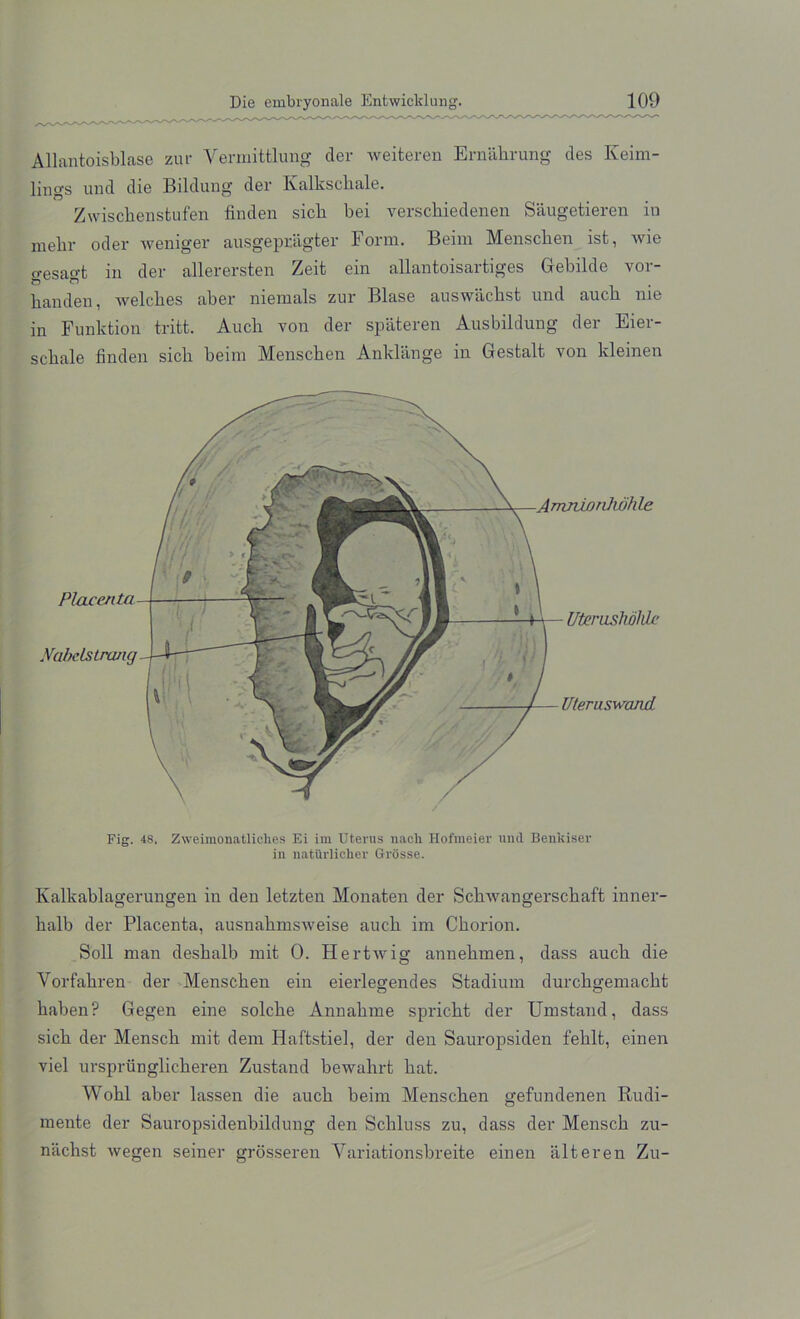Allantoisblase zur Vermittlung der weiteren Ernakrung des Keim- lings und die Bildung der Kalksckale. Zwisckenstufen finden sick bei versckiedenen Saugetieren in mekr oder weniger ausgepragter Form. Beim Menscken ist, wie o-esao-t in der allerersten Zeit ein allantoisartiges Gebilde vor- kanden, welckes aber niemals zur Blase auswackst und auck me in Funktion tritt. Auck von der spateren Ausbildung der Eier- sckale finden sick beim Menscken Anklange in Gestalt von kleinen Fig. 48. Zweimonatliches Ei im Uterus nacli Hofmeier und Benkiser in naturliclier Grdsse. Kalkablagerungen in den letzten Monaten der Sckwangersckaft iuner- kalb der Placenta, ausnakms'weise auck im Ckorion. Soil man deskalb mit 0. Hertwig annekmen, dass auck die Arorfakren der Menscken ein eierlegendes Stadium durckgemackt kaben? Gegen eine solcke Annakme spric-kt der Umstand, dass sick der Mensck mit dem Iiaftstiel, der den Sauropsiden feklt, einen viel urspriinglickeren Zustand bewakrt bat. Wokl aber lassen die auck beim Menscken gefundenen Rudi- mente der Sauropsidenbildung den Sckluss zu, dass der Mensck zu- nachst wegen seiner grosseren Yariationsbreite einen alteren Zu-