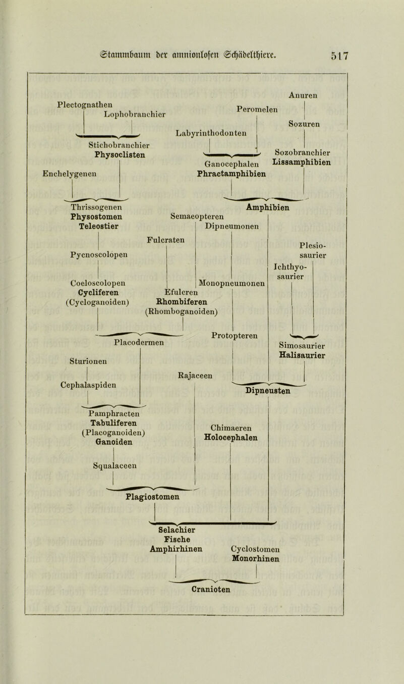 Plectognathen Lophobranchicr Peromelen Labyrinthodouten Anuren Sozuren Sticbobrancbier Physoclisten Encbelygenen Tbrissogenen Physostomen Teleostier Pycnoscolopen Coeloscolopen Cycliferen (Cycloganoiden) Sozobrancbier Ganocepbalen Lissamphibien Phractamphibien Amphibien Semaeopteren Dipneumonen Fulcraten Efulcren Rhombiferen (Rbomboganoiden) Monopneumonen Placodermen Protopteren Sturionen Cepbalaspiden Rajaceen Plesio- saurier Ichthyo- saurier Simosaurier Halisaurier Pamphracten Tabuliferen (Placoganoiden) Ganoiden Squa Dipneusten Chimaeren Holocephalen aceen Plagiostomen Selachier Fische Amphirhinen Cyclostomen Monorhinen Cranioten