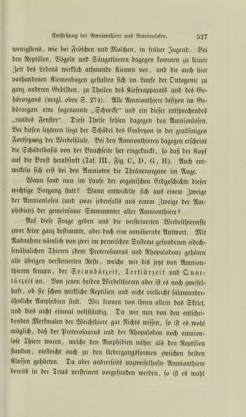 UH'nii’^ilcu'g, unc bei is'vöfd)eu imb 9Jco(d;cn, in fvüber ben Üieptdien, 2>öt3c(n imb Säiu^ctbieveii baßc^cn fommeu ju feiner Seit be§ ^eben§ tvivfüd) atf)inenbe .tiemen nor, nnb bie mic^ biev norbanbenen .^ieinenbo^en geffalten fi^ iin öaufe ber Dntoßenie ^anj anberen ©ebilben, ^n ^b*^itcn be§ v^iefevapbamtg nnb be§ ®e^ börorganS (nert3i. oben 0. 274). 2lllc 2lmniontbieve befiben im ®e- bc>vovt3an eine fo^enannte „0d;necfe nnb ein biefer entfpred^enbeg „vnnbeS g^enffer. Triefe febfen bage^en ben 2(mnion(ofen. 2?ei biefen (ebteven üec3t ber 6d}äbel be§ (Smbrpon in ber örabünigen 3‘ort]ebi«u3 ber üßirbeifäiile. 53ei ben 2lmniontbieren bagegen erfd^eint bie 0d)äbe(bafi§ oon ber 23aii(bfeite ber eingefnidt, fo baj ber .^opf auf bie 33ruff berabfinft [Za]. III, gig. C, D, G, H). 2Iud) ent^ miefetn fid; erjf bei ben 2fmnioten bie ^Ib^'^inenorgane im 2luge. üömin fanb mm im Canfe ber organifd)cn (Srbgefd)icbte biefer miebtige ilorgang ffatt? 2ömm entmiefeite ficb au§ einem Smeige ber 2lmnion(ofen (nnb jmar jebenfaüS au^ einem S^^^eige ber 2lm- Pbibien) ber gemeinfmne 6tammoater aber 2Inmiontbiere ? 3lnf bieje f^rage geben nn^ bie oerffeinerten 2öirbeltbierrefte imx feine ganj beffimmte, aber bo(b eine annäbernbe 2lntmort. 9biit 2In§nabme nämlicb t)on §mei im permifd)en 0pfieme gefnnbenen eibed)= fenäbnfi^en 3:bieren (bem $roterüfanrn§ imb Ofb^pafobon) geboren alle übrigen oer(feinerten Oieffe, m[d)t mir bi§ jept oon 5lmnion= tbieren fennen, ber 0eciinbärjeit, 2:ertiär§eit nnb Duar = tärjeit an. 2>on jenen beiben 2Birbe(tbieren aber ift e§ nod) jmeife(== baff, ob fie febon mirflicbe OleptUien nnb nid}t oief(ei(bt falamanber^ äbnfi^e 2fmpbibien finb. 2ßir fennen oon ihnen allein ba§ 6felet, nnb bieg nicht einmal oollftänbig. Da mir nun oon ben entfcbei= benben SDierfmalen ber 2Öei^tbiere gar 9^id)tg miffen, fo ift eg mobl möglicb, ba§ ber ^U-oterofaurng nnb ber Dlbopalobon no$ anmion^ lofe 3:bierc maren, meicbc ben 2tmpbibien näber alg ben Oteptilien ftanben, oielleicbt amb jii ben Ueberganggformen jmif^en beiben tlaufen gebörten. Da aber anbrerfeitg nnjmeifelbafte 2tmniontbiere bereitg in ber Diag oerfteinert oorgefunben merben, fo ift eg mol;!