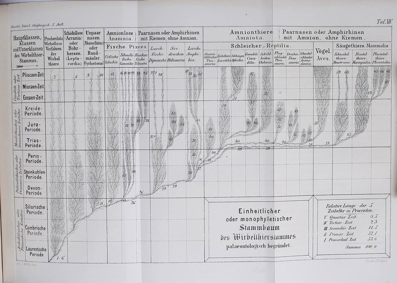 (Acranial oder Rohr» lierzen. (Lepto - cardia.) h'OflioTdata Wirbellose Torfabren . der Wirbel thiere. Rpplilia Schleicher Fische. Pisces Lun'hi' j4niphi'~ hiev. Lurc7v . fiA'riie.-. Bijmmstev Sec di'ociicn Haäsmna &Jnld- kröten. Oidonia/. Gveodila Croco dilitt. Tarn ’ Tjacaidia sauria. Sdimeh‘ fisciie.. Gaiioides Niodiav fische. Ikleostei Sditcuiffai Oiilddm. iTfische SelaJdi. Pliocaen-Zeit Miocaen-Zeit Eocaen-Zeit Kreide- Periode Jura- Periode Trias - Periode Perm - Periode Steinkohlen- Periode. Ei nheitlich^er oder monophyletischer Srnmmlmum iu'ii irbfUliii'vrtiuuiuu'ii palaooiilologiscli begrüntlt'l. Cambrische Periode. Laurentische Periode Hardil, Xoiiirl MpfunyaA. ö. Au fl TaLW Paarnasen oder Amphirhinen mit Amnion, ohne Riemen Amnionthiere Ainnio t a. Paarnasen oder Amphirhinen mit Riemen, ohne Amnion. Unpaar nasen Jtloiioilihia) oder ftunl- mäuler. Cydostoma) Amnionlose Anamuia Hauptklassen, Klassen Säugethiere. Mammalia undUnterMassen des Wirhelthier. Stammes. Vögel. Aves. I'utff sdilctcla PterO' saiiriw. Sdtmoef .i'däeidier. Anovio dontia. ßcutel diicrc . MüxmpiaUo/. Placadnl thiere. Phic€iUuUa>. uradiao iHno saurUv xSchiifibi't - thicrC'. Ttfonoft'cmcU Devon- Periode Silurische Periode. llfhikre L(iiu/<‘ r/<?/' S /jd/alfcr in Prorc/tfe/i ■ r Onuridr Zeä 0,.') W. TerHär Zeit t', ,5 llf Sccimdär Znl //, ,> J!. /‘runär Zeil 3d, / f Pnmorelial Z,eil 6 Siwu/ui /kO, 0 Di'uck vEGihsch.