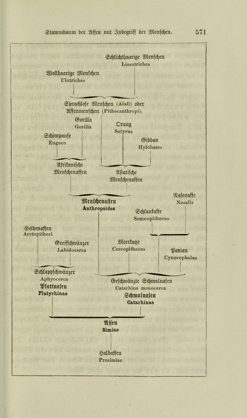 0d)tid)tf}aarige 9)ienfd)en Lissotriclies Sottl^aarigc 3)tenfdf)en Ulotriches @pvadf)to[e SDJenfd^en (Alaii) ober 2tffenmenfcf)en (Pithecanthropi). ©oritta i Gorilla ©diimponfe Eugeco Stfrifanifd^e 9Jtenfd)en affen Drang Satyrus ©ibbon Hylobates 3tfiatifd§e aJienfd^enaffen 9Jicnf(i^enaffeit Anthropoides 9^afenaffe Nasalis 0eibenaffen Arctopitheci ©retffdimänjer Labidocerca ©d^fafjfifd^mänjer Aphyocerca ^lottnofcu Platyrhinae 0c^fanfaffe Semnopithecus 9J?eerfa§e Cercopithecus ißaöian Cynocephalus ©efc^mänjte 0c^maInafen Catarliina menocerca ©töntrtlnafcn Catarhinae Riffen Simiae Halbaffen Prosimiae
