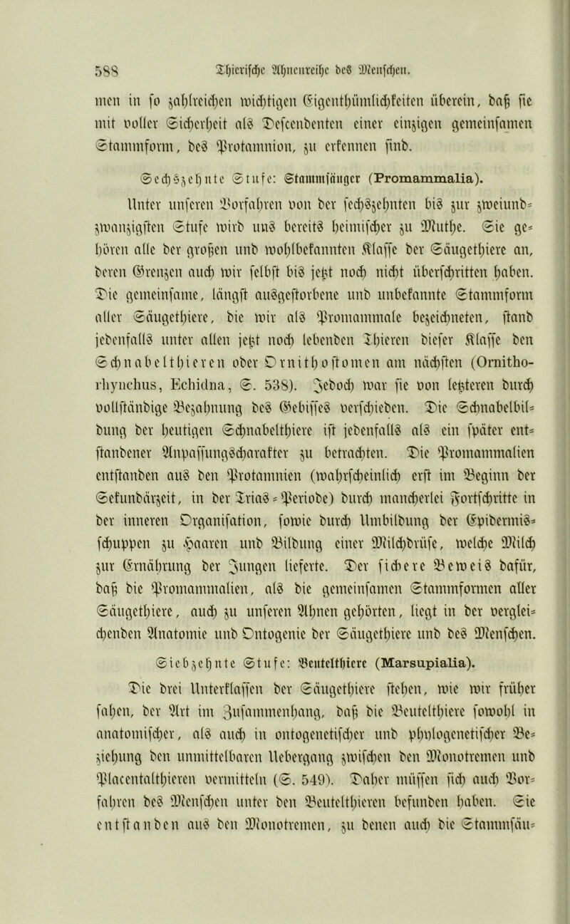 5S8 2:^f;icvi[d)c 5tr}iiciireif)c bc6 3}ieii[cf)eu. men in \o jal)(vcid)cn und)ti(3cn C^iöcntbümüdjfcitcn überein, ba§ fie mit noüev 0id)cvl)cit at§ X'cfcenbenten einer einjic^en geineinfamen Stammform, be§ ^J^rotamnion, jn erfennen fmb. 0cd)§5cbntc 0tu[c: ©tnmmfäHgcr (Promammalia). Unter nnferen iHH-fat)ren uon ber fec^§jel;nten big jnr jmeiunb^ jmanjiiiillen 0tnfe mirb nng bereitg beimifi^er jii 'IRiiU)e. 0ie ge^ bören alle ber ßrofKn nnb moI)(betannten .klaffe ber 0ängetl)iere an, bereit (^renjen and) mir felbft big jetU nod) nicht überfchritten h^^ben. T^ic ^emeinj'amc, länßft angtm'ftorbene nnb imbefannte Stammform aller 0äii3etl)iere, bie mir alg ^ysromainntale bejeichneten, jtanb jebenfallg unter allen jelU nod) lebenben Xbieren biefer klaffe ben 8d)nabeltbieren ober Ornitl)oftomen am näd)ften (Ornitho- rhynchiis, Echidna, 8. 538). tvar fie oon lefeteren biirct) oollfttrnbige ^ejabnnn^ beg ©ebiffeg oerfd)ieben, ^ie 8d)nabelbil^ biin^ ber benti^en 8cbnabeltbiere ift jebenfallg alg ein fpäter ent^ ftanbener ^Inbaffnnc^gdiaratter §n betrauten, ^ie ^^romammalien entftanben aug ben ^^^rotanmien (mabrfebeinlid) erft im 53eginn ber 8efnnbärseit, in ber 3^riag ^ ^^^eriobe) biird) mancherlei gortfebritte in ber inneren Dr^anifation, fomie biird) Umbilbiim^ ber (Spibermig^ fchuppen ^n .paaren nnb 33ilbimc( einer D^liilcbbrnfe, meiere 3Diilch im (Srnäbrunt3 ber Junten lieferte. 5)er fidtere ä^emeig bafür, bah ^^^romammalien, alg bie ^emeinfamen 8tammformen aller 8äii3etbiere, auch 5I1 nnferen 5lbnen gehörten, liegt in ber nerglei^ chenben 5tnatomie nnb Ontogenie ber 8äiigethiere nnb beg ITtenfchen. 8icb5cf)itte 8tutc: ^cntcltbicrc (Marsupialia). brei Unterflaffen ber 8ängcthiere ftehen, mie mir früher fahen, ber 5trt im ^^enteltl)iere fomohl in anatomifd)er, alg and) in ontogenetifd)er nnb plmlogenetifdier ^^e^ ^iehnng ben immittelbaren Uebergang j,mifd)en ben 9.)ionotremen nnb ^iUacentalthieren oermitteln (8. 549\ Traber müffen fich and) 93or^ fahren beg 9)ienfd)en unter ben 33entelthicren befimben haben. 8ic entftanben aiig ben 99(onotremen, jn benen and) bie 8tammfäii'