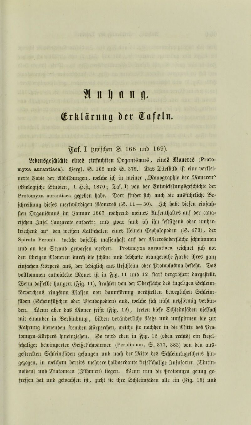 (Irkliirnng bcr i^afclit. ^af. I (§iüijcf)cn 0. 168 unb 169). Scöcnögcfdjidjtc ciuc§ einfat^fteu Di’Ofliitömuö, ciucö 91?oncrcö (Proto- myxa aurantiaca). 3>etgt. 0. 165 unb 0. 379. 3)a§ 2^itet6ilb ift eine üetflei^ nerte (Sopie ber ^Iblntbnngen, inelc^e id^ in meiner „3)lonograpt)ie ber 2)2oneren (S3iotogifd)e 0tubien, I. §eft, 1870 ; Saf. I) üon ber (gntmidetnngSgefd^id^te ber Protomyxa aurantiaca gegeben b^be. ®ort finbet fid^ (lud^ bie (ui§füt)rlic^e S3e= fd^reibnng biefe^ merfmürbigen 2)?onere§ (0. ii — 30). 3d^ b^be biefen einfad^= fteu Organi§mu:3 im 3aminr 1867 möbrenb meinet 2tufent^lte§ auf ber cana= rifc^en 3n[el San^arote entbecft; unb smar fanb idf) i§n feftfitjenb ober umf)er= Iried^enb auf ben meinen Äalffdfjaten eineg fleinen Sepbafoboben (0.473), ber Spirula Peronii, mett^e bafefbft luaffeu^aft auf ber 9Jieeregoberftäd^e fc^mimmen unb an ben 0tranb gemorfen merben. Protomyxa aurantiaca jeid^net fid^ bor ben übrigen älZoneren burd^ bie fd^öne unb lebl^afte orangerot^e garbe iljreg gan^ einfocfien Äörfjerg aug, ber lebigtid) aug Urfdjleim ober ))3roto|)lagma befleißt. 2)ag bottfommen entmidelte älioner ift in §ig. ii unb 12 ftail bergröfiert bargeftettt. Senn baffetbe Ijungert (f^ig. ii), ftrafilen bon ber Oberftädje beg fugetigen 0d)teim= förperdfieng ringgum Sltaffen bon baumförmig beröftelten bemeglidfien 0d^reim= fäben (0d^einfüBc^en ober i)3fenbobobien) aug, metd^e fid^ nidjt ne^förmig berbin= ben. Senn aber bag SJtoner frif)t (f^ig. 12), treten biefe 0d)teimfäben bietfad) mit einanber in SSerbinbung, bilben berönbertid^e 9*?e^e unb urnffiinnen bie jitr 9ia^rung bienenben fremben Äörberd^en, metd)e fie nac^^er in bie 3)titte beg i|3ro= tonu)ja=Äörf)erg ^ineinjietien. 0o mirb eben in (oben red)tg) ein tiefet^ fdiatiger beminrperter ®ei|3etfd)märmer (Peridinium, 377, 383) bon ben aug= geftredten 0d(|teimfäben gefangen unb nad) ber 9)titte beg 0d)teimfügetd)eng l^in= gezogen, in metd)cm bereitg met)rere tjatbberbante tiefetfdjatige 3nfnforieu (2^intin= noiben) unb Diatomeen (3ftl^mien) liegen. Senn mm bie ^^rotombya genug ge= freffen ^at unb getbad)fen ift, jietjt fie i^re 0d)teimfäben alle ein (f^ig. 15) unb