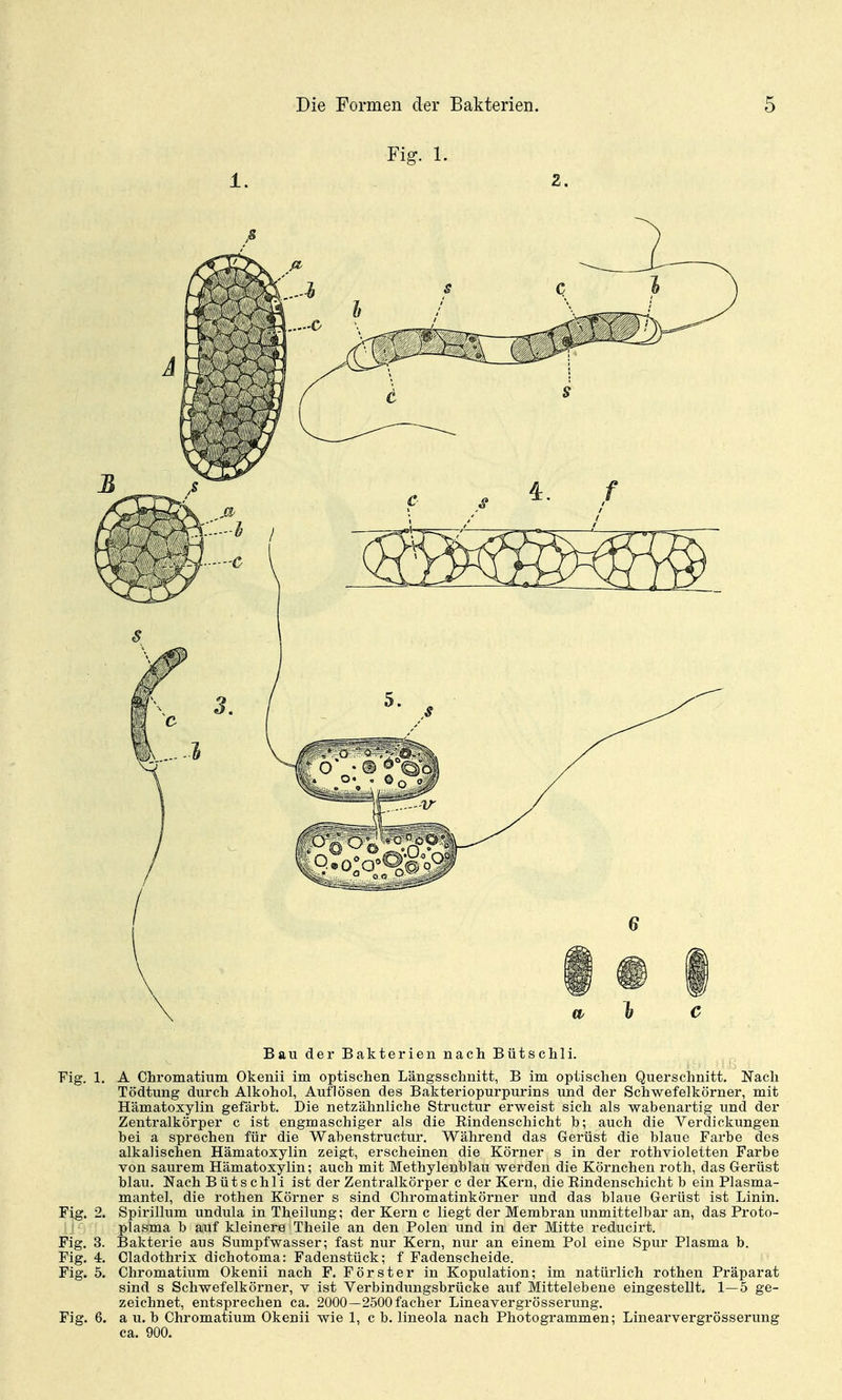 Fig. 1. 1. Z. BauderBakteriennachBütsclili. Fig. 1. A Chromatitim Okenii im optischen Längsschnitt, B im optischen Querschnitt. Nach Tödtung durch Alkohol, Auflösen des Bakteriopurpurins und der Schwefelkörner, mit Hämatoxylin gefärbt. Die netzähnliche Structur erweist sich als wabenartig und der Zentralkörper c ist engmaschiger als die Eindenschicht b; auch die Verdickungen bei a sprechen für die Wabenstructur. Während das Gerüst die blaue Farbe des alkalisehen Hämatoxylin zeigt, erscheinen die Körner s in der rothvioletten Farbe von saurem Hämatoxylin; auch mit Methylenblau werden die Körnchen roth, das Gerüst blau. Nach Bütschli ist der Zentralkörper c der Kern, die Eindenschicht b ein Plasma- mantel, die rothen Körner s sind Ghromatinkörner und das blaue Gerüst ist Linin. Fig. 2. Spirillum undula in Theilung; der Kern c liegt der Membran unmittelbar an, das Proto- plasma b auf kleinere Theile an den Polen und in der Mitte reducirt. Fig. 3. Bakterie aus Sumpfwasser; fast nur Kern, nur an einem Pol eine Spur Plasma b. Fig. 4. Oladothrix dichotoma: Fadenstück; f Fadenscheide. Fig. 5. Chromatium Okenii nach F. Förster in Kopulation; im natürlich rothen Präparat sind s Schwefelkörner, v ist Verbindungsbrücke auf Mittelebene eingestellt. 1—5 ge- zeichnet, entsprechen ca. 2000—2500 facher Lineavergrösserung. Fig. 6. a u. b Chromatium Okenii wie 1, c b. lineola nach Photogrammen; Linearvergrösserung ca. 900.