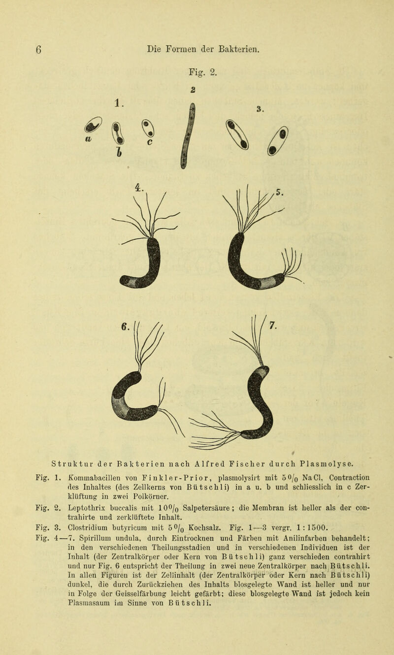 Fig. 2. S Struktur der Bakterien nach Alfred Fischer durch Plasmolyse. Fig. 1. Kommabacillen von Finkler-Prior, plasmolysirt mit 5 0/o Na Gl, Contraction des Inhaltes (des Zellkerns von Bütschli) in a u. b und schliesslich in c Zer- klüftung in zwei Polkörner. Fig. 2. Leptothrix buccalis mit IOO/q Salpetersäure; die Membran ist heller als der con- trahirte und zerklüftete Inhalt. Fig. 3. Clostridium butyricum mit 5 0/q Kochsalz. Fig. 1—3 vergr. 1:1500. Fig. 4—7. Spirillum undula, durch Eintrocknen und Färben mit Anilinfarben behandelt; in den verschiedenen Theilungsstadien und in verschiedenen Individuen ist der Inhalt (der Zentralkörper oder Kern von Bütschli) ganz verschieden contrahirt und nur Fig. 6 entspricht der Theilung in zwei neue Zentralkörper nach Bütschli. In allen Figuren ist der Zellinhalt (der Zentralkörper oder Kern nach Bütschli) dunkel, die durch Zurückziehen des Inhalts biosgelegte Wand ist heller und nur in Folge der Geisseifärbung leicht gefärbt; diese biosgelegte Wand ist jedoch kein Plasmasaum im Sinne von Bütschli.