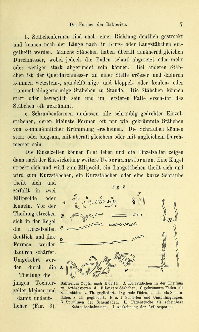 b. Stäbchenformen sind nach einer Richtung deutlich gestreckt und können noch der Länge nach in Kurz- oder Langstäbchen ein- getheilt werden. Manche Stäbchen haben überall annähernd gleichen Durchmesser, wobei jedoch die Enden scharf abgesetzt oder mehr oder w^eniger stark abgerundet sein können. Bei anderen Stäb- chen ist der Querdurchmesser an einer Stelle grösser und dadurch kommen Wetzstein-, spindelförmige und klöppel- oder keulen- oder trommelschlägerförmige Stäbchen zu Stande. Die Stäbchen können starr oder beweglich sein und im letzteren Falle erscheint das Stäbchen oft gekrümmt. c. Schraubenformen umfassen alle schraubig gedrehten Einzel- stäbchen, deren kleinste Formen oft nnr wie gekrümmte Stäbchen von komraaähnlicher Krümmung erscheinen. Die Schrauben können starr oder biegsam, mit überall gleichem oder mit ungleichem Durch- messer sein. Die Einzelzellen können frei leben und die Einzelzellen zeigen dann nach der Entwickelung weitere üebergangsformen. Eine Kugel streckt sich und wird zum Ellipsoid, ein Langstäbchen theilt sich und wird zum Kurzstäbchen, ein Kurzstäbchen oder eine kurze Schraube theilt sich und zerfällt in zwei EUipsoide oder Kugeln. Vor der Theilung strecken sich in der Regel die Einzelzellen deutlich und ihre Formen werden dadurch schärfer. Umgekehrt wer- den durch die Theilung die jungen Tochter- zellen kleiner und damit undeut- licher (Fig. 3). Fig. 3. Bakterium Zopfii nacli Kurth. A Kurzstäbchen in der Theilung zu Arthrosporen d. B längere Stäbchen. C gekrümmte Fäden als Scheintäden, z. Th, gegliedert. D gerade Fäden, z. Th. als Schein- fäden, z Th. gegliedert. E u. F Schleifen und Umschlingungen. G Spirulinen der Scheinfäden. H Fadenstücke als scheinbare Schraubenbakterien. I Auskeimung der Arthrosporeu.