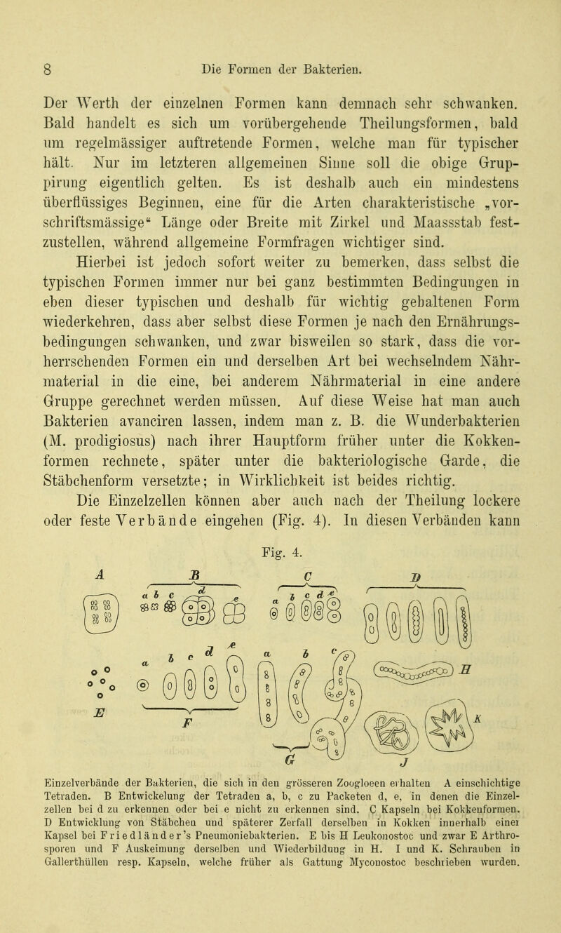 Der Werth der einzelnen Formen kann demnach sehr schwanken. Bald handelt es sich um vorübergehende Theilungsformen, bald um regelmässiger auftretende Formen, welche man für t3^pischer hält. Nur im letzteren allgemeinen Sinne soll die obige Grup- pirung eigentlich gelten. Es ist deshalb auch ein mindestens überflüssiges Beginnen, eine für die Arten charakteristische „vor- schriftsmässige Länge oder Breite mit Zirkel und Maassstab fest- zustellen, während allgemeine Formfragen wichtiger sind. Hierbei ist jedoch sofort weiter zu bemerken, dass selbst die typischen Formen immer nur bei ganz bestimmten Bedingungen in eben dieser typischen und deshalb für wichtig gehaltenen Form wiederkehren, dass aber selbst diese Formen je nach den Ernähruugs- bedingungen schwanken, und zwar bisweilen so stark, dass die vor- herrschenden Formen ein und derselben Art bei wechselndem Nähr- material in die eine, bei anderem Nährmaterial in eine andere Gruppe gerechnet werden müssen. Auf diese Weise hat man auch Bakterien avanciren lassen, indem man z. B. die Wunderbakterien (M. prodigiosus) nach ihrer Hauptform früher unter die Kokken- formen rechnete, später unter die bakteriologische Garde, die Stäbchenform versetzte; in Wirklichkeit ist beides richtig. Die Einzelzellen können aber auch nach der Theilung lockere oder feste Verbände eingehen (Fig. 4). In diesen Verbänden kann Fig. 4. Einzelverbände der Bakterien, die sich in den grösseren Zoogloeen erhalten A einschichtige Tetraden. B Entwickelung der Tetraden a, b, c zu Packeten d, e, in denen die Einzel- zellen bei d zu erkennen oder bei e nicht zu erkennen sind. C Kapseln bei irokkenforinen. D Entwicklung von Stäbchen und späterer Zerfall derselben in Kokken innerhalb einei Kapsel bei Friedländer's Pneumoniebakterien. E bis H Leukonostoc und zwar E Arthro- sporen und F Auskeiniung derselben und Wiederbildung in H. I und K. Schrauben in Gallerthüllen resp. Kapseln, welche früher als Gattung Mycouostoc beschrieben wurden.