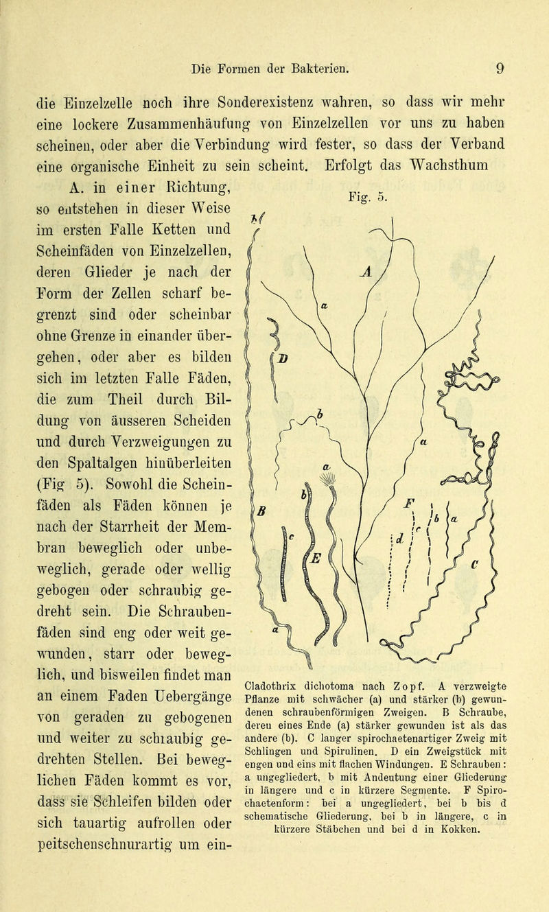 die Einzelzelle noch ihre Sonderexistenz wahren, so dass wir mehr eine lockere Zusammenhäufiing von Einzelzellen vor uns zu haben scheinen, oder aber die Verbindung wird fester, so dass der Verband eine organische Einheit zu sein scheint. Erfolgt das Wachsthum A. in einer Richtung, so entstehen in dieser Weise im ersten Falle Ketten und Scheinfäden von Einzelzellen, deren Glieder je nach der l^rm der Zellen scharf be- grenzt sind oder scheinbar ohne Grenze in einander über- gehen, oder aber es bilden sich im letzten Falle Fäden, die zum Theil durch Bil- dung von äusseren Scheiden und durch Verzweigungen zu den Spaltalgen hinüberleiten (Fig 5). Sowohl die Schein- fäden als Fäden können je nach der Starrheit der Mem- bran beweglich oder unbe- weglich, gerade oder wellig gebogen oder schraubig ge- dreht sein. Die Schrauben- fäden sind eng oder weit ge- wunden, starr oder beweg- lich, und bisweilen findet man Cladothrix dichotoma nach Zopf. A verzweigte an emem Faden üebergänge pflanze mit schwächer (a) und stärker (b) gewun- VOn geraden zu gebogenen denen schraubenfönnigen zweigen.^ ° ?3 ö deren eines Ende (a) stärker gewunden ist als das und weiter zu SChiaubig ge- andere (b). C langer spirochaetenartiger Zweig mit ■j , , Qf 11 R • l^ Schlingen und Spirulinen. D ein Zweigstück mit arenten btelien. bei beweg- engen und eins mit flachen Windungen. E Schrauben : liehen Fäden kommt es vor ^ ungegliedert, b mit Andeutung einer Gliederung ' in längere und c in kürzere Segmente. F Spiro- daSS sie Schleifen bilden oder chaetenform: bei a ungegliedert, bei b bis d mVh tanarfio- anfrnllpn nrlpr schematische Gliederung, bei b in längere, c in sicn xauariig aurronen oaer ^^^^.^^^^ Stäbchen und bei d in Kokken, peitschenschnurartig um ein-