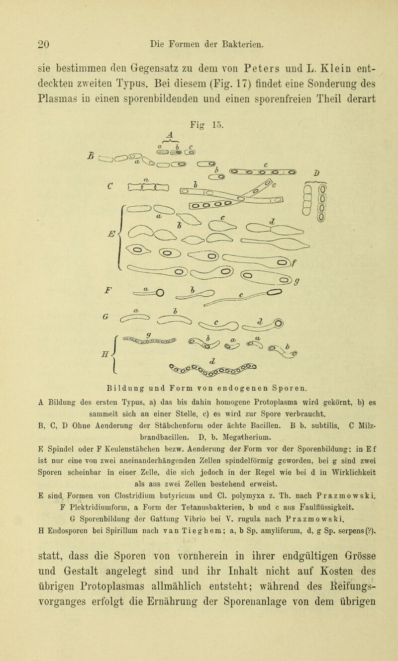 sie bestimmen den Gegensatz zu dem von Peters und L. Klein ent- deckten zweiten Typus. Bei diesem (Fig. 17) findet eine Sonderung des Plasmas in einen sporenbildenden und einen sporenfreien Theil derart Fig 15. A Bildung und Form von endogenen Sporen. A Bildung des ersten Typus, a) das bis dahin homogene Protoplasma wird gekörnt, b) es sammelt sich an einer Stelle, c) es wird zur Spore verbraucht. B, C, D Ohne Aenderung der Stäbchenform oder ächte Bacillen. B b. subtilis. C Milz- brandbacillen. D, b. Megatherium. E Spindel oder F Keulenstäbchen bezw. Aenderung der Form vor der Sporenbildung; inEf ist nur eine von zwei aneinanderhängenden Zellen spindelförmig geworden, bei g sind zwei Sporen scheinbar in einer Zelle, die sich jedoch in der Regel wie bei d in Wirklichkeit als aus zwei Zellen bestehend erweist. E sind Formen von Clostridium butyricum und Cl. polymyxa z, Th. nach Prazmowski. F Plektridiumform, a Form der Tetanusbakterien, b und c aus Faulflüssigkeit. G Sporenbildung der Gattung Vibrio bei V. rugula nach Prazmowski. H Elldosporen bei Spirillum nach van Tieghem; a, b Sp. amyliferum, d, g Sp. serpens(?). statt, dass die Sporen von vornherein in ihrer endgültigen Grösse und Gestalt angelegt sind und ihr Inhalt nicht auf Kosten des übrigen Protoplasmas allmählich entsteht; während des Keifungs- vorganges erfolgt die Ernährung der Sporenanlage von dem übrigen