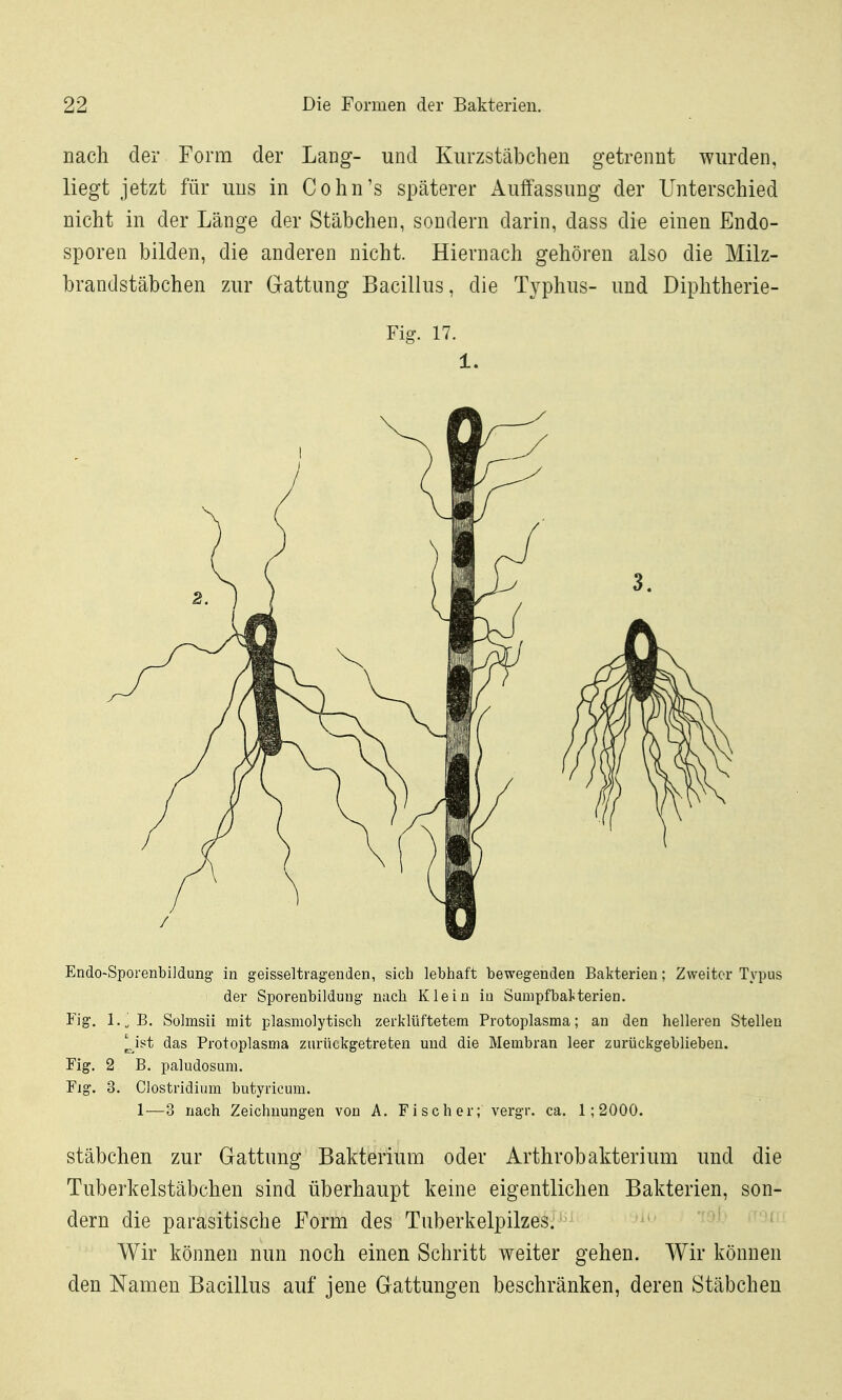 nach der Form der Lang- und Kurzstäbchen getrennt wurden, liegt jetzt für uns in Cohn's späterer Auffassung der Unterschied nicht in der Länge der Stäbchen, sondern darin, dass die einen Endo- sporen bilden, die anderen nicht. Hiernach gehören also die Milz- brandstäbchen zur Gattung Bacillus, die T^^phus- und Diphtherie- Fig. 17. 1. Endo-Sporenbildung in geisseltragenden, sich lebhaft bewegenden Bakterien; Zweiter Typus der Sporenbildung nach Klein iu Sumpfbakterien. Fig. l.^B. Sülmsii mit plasmolytisch zerklüftetem Protoplasma; an den helleren Stellen Mst das Protoplasma zurückgetreten und die Membran leer zurückgeblieben. Fig. 2 B. paludosum. Flg. 3. Clostridium butyricum. 1—3 nach Zeichnungen von A. Fischer; vergr. ca. 1;2000. Stäbchen zur Gattung Bakterium oder Arthrobakterium und die Tuberkelstäbchen sind überhaupt keine eigentlichen Bakterien, son- dern die parasitische Form des Tuberkelpilzes. • Wir können nun noch einen Schritt weiter gehen. Wir können den Namen Bacillus auf jene Gattungen beschränken, deren Stäbchen