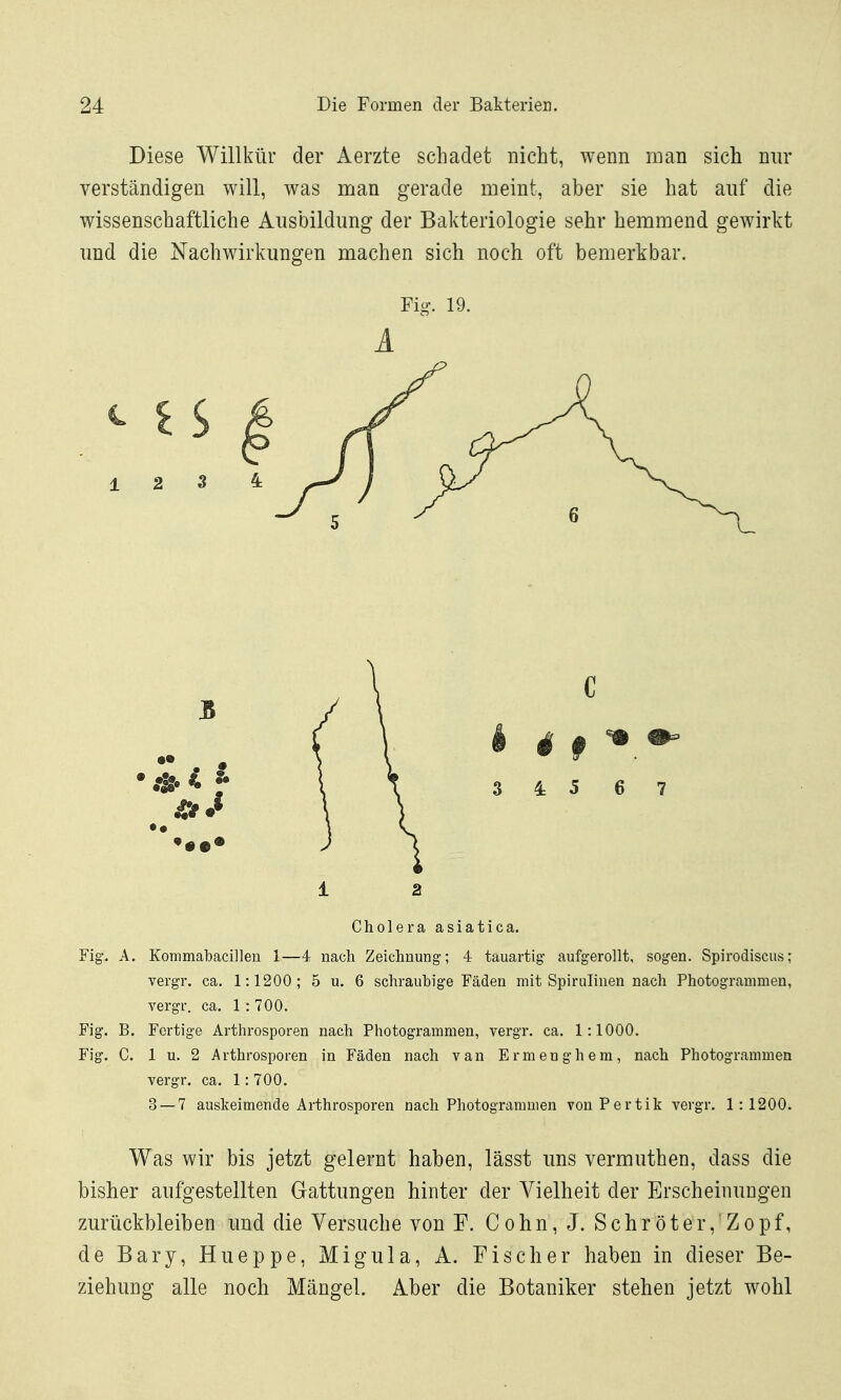 Diese Willkür der Aerzte schadet nicht, wenn man sich nur verständigen will, was man gerade meint, aber sie hat auf die wissenschaftliche Ansbildimg der Bakteriologie sehr hemmend gewirkt und die Nachwirkungen machen sich noch oft bemerkbar. Fig. 19. A 1 2 Cholera asiatica. Fig. A. Kommabacillen 1—4- nach Zeichnung; 4 tauartig aufgerollt, sogen. Spirodiscus; vergr. ca. 1:1200; 5 u. 6 schraubige Fäden mit Spirulinen nach Photogrammen, vergr. ca. 1: 700. Fig. B. Fertige Arthrosporen nach Photogrammen, vergr. ca. 1:1000. Fig. C. 1 u. 2 Arthrosporen in Fäden nach van Ermenghem, nach Photogrammen vergr. ca. 1: 700. 3 — 7 auskeimende Arthrosporen nach Photogrammen vonPertik vergr. 1:1200. Was wir bis jetzt gelernt haben, lässt uns vermuthen, dass die bisher aufgestellten Gattungen hinter der Vielheit der Erscheinungen zurückbleiben und die Versuche von F. Cohn, J. Schröter, Zopf, de Bary, Hueppe, Migula, A. Fischer haben in dieser Be- ziehung alle noch Mängel. Aber die Botaniker stehen jetzt wohl
